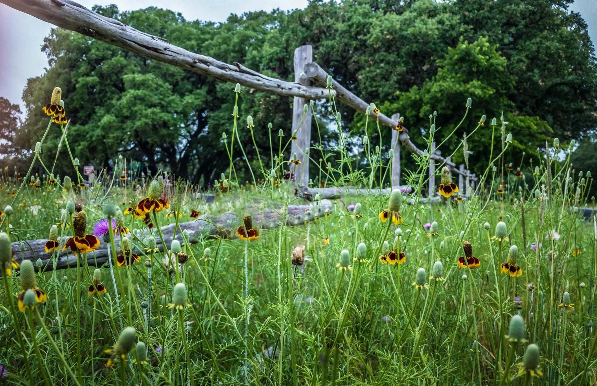 Spring in Cypress Fairway Village