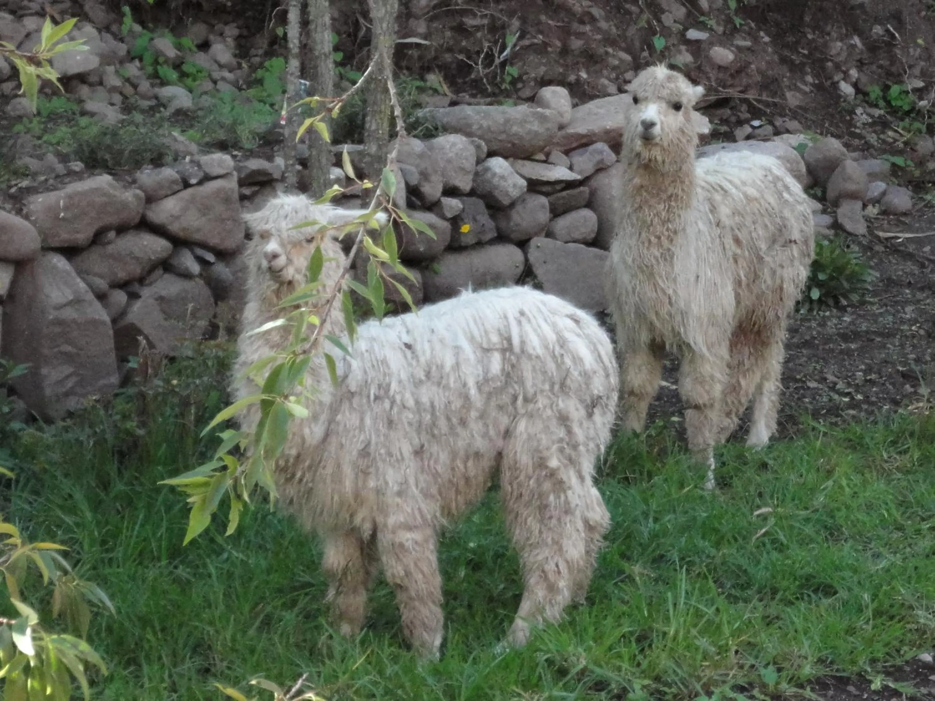 Animals in Hotel Pisonay Pueblo