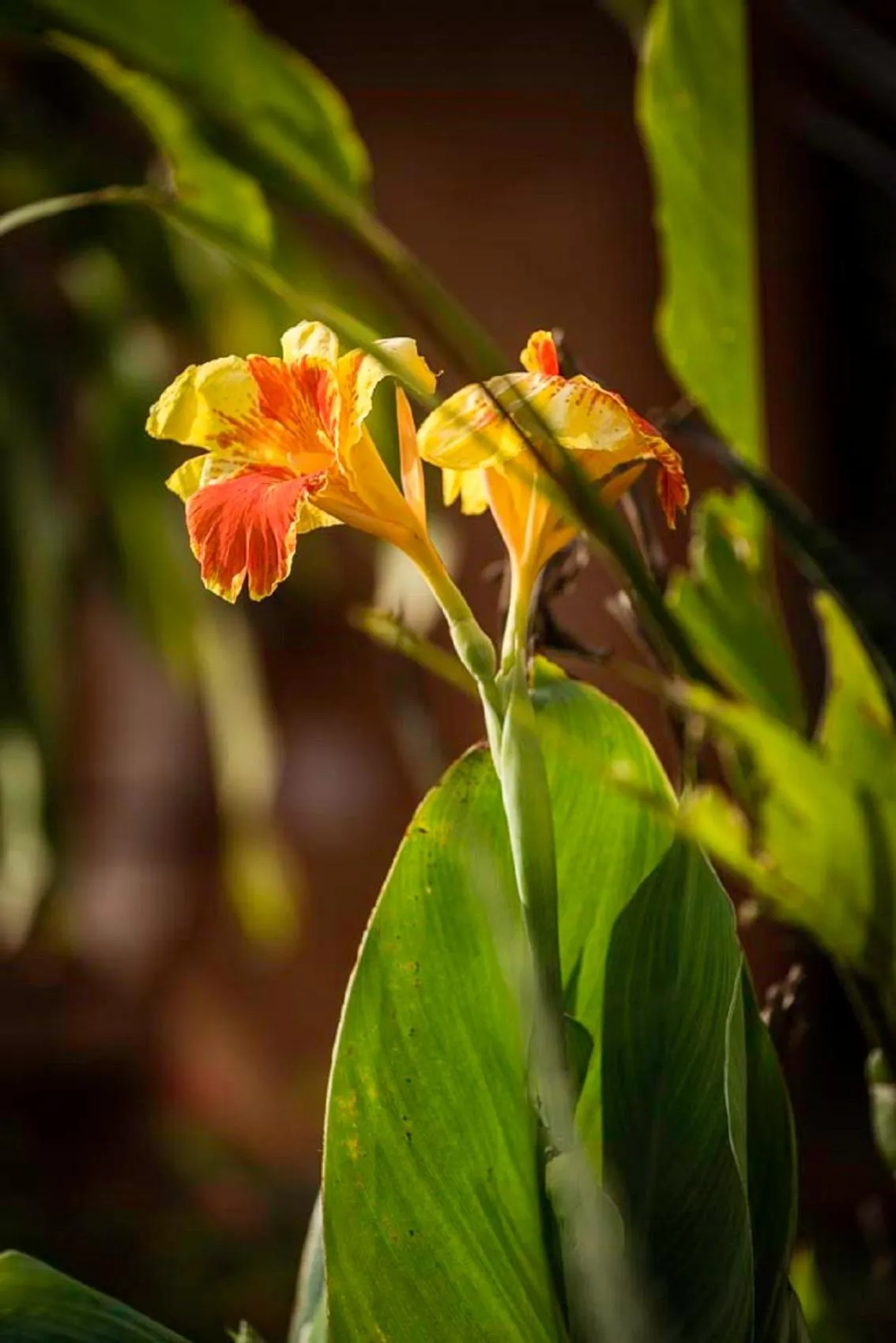 Garden in D Canal House