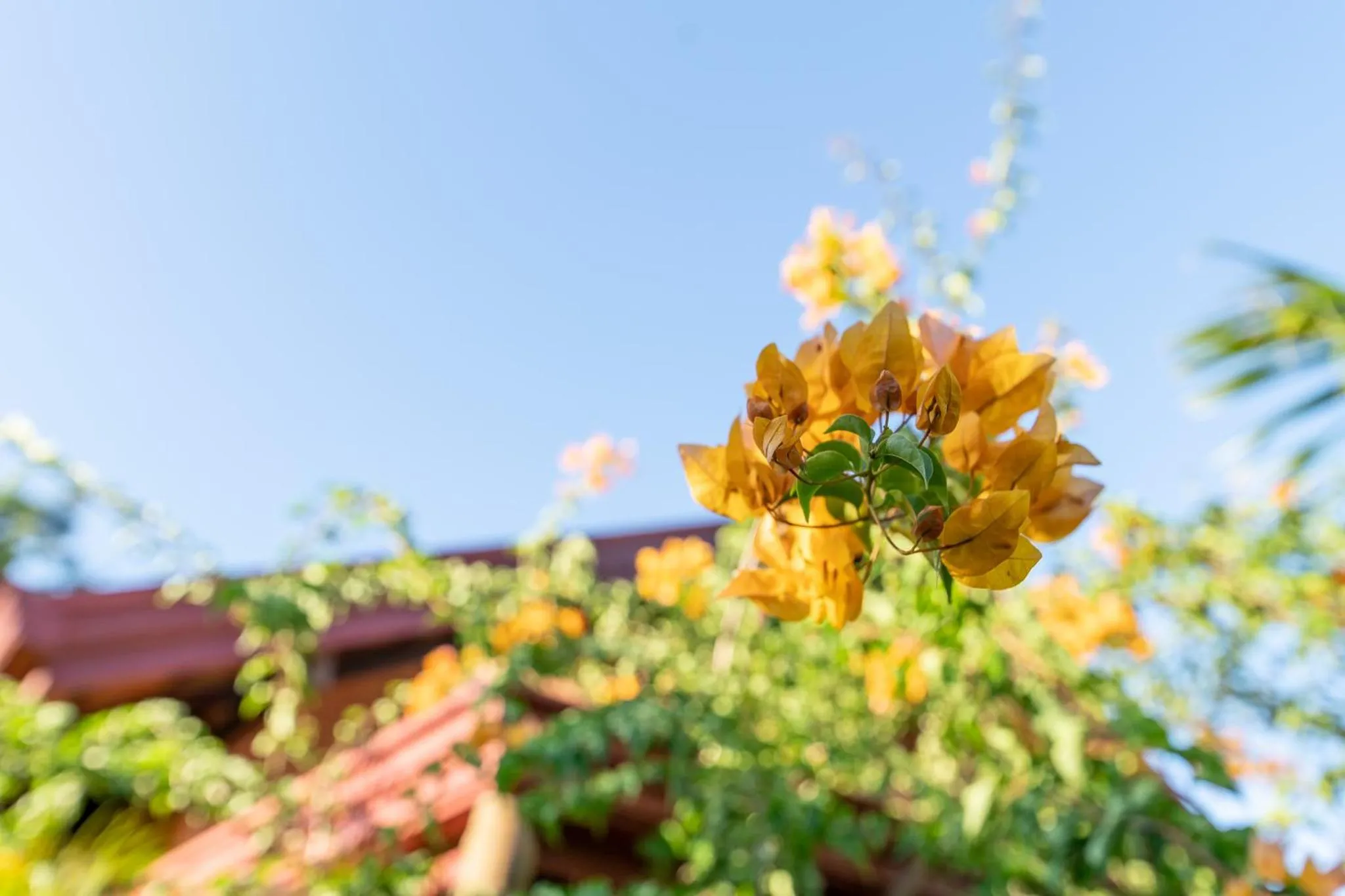 Garden in D Canal House