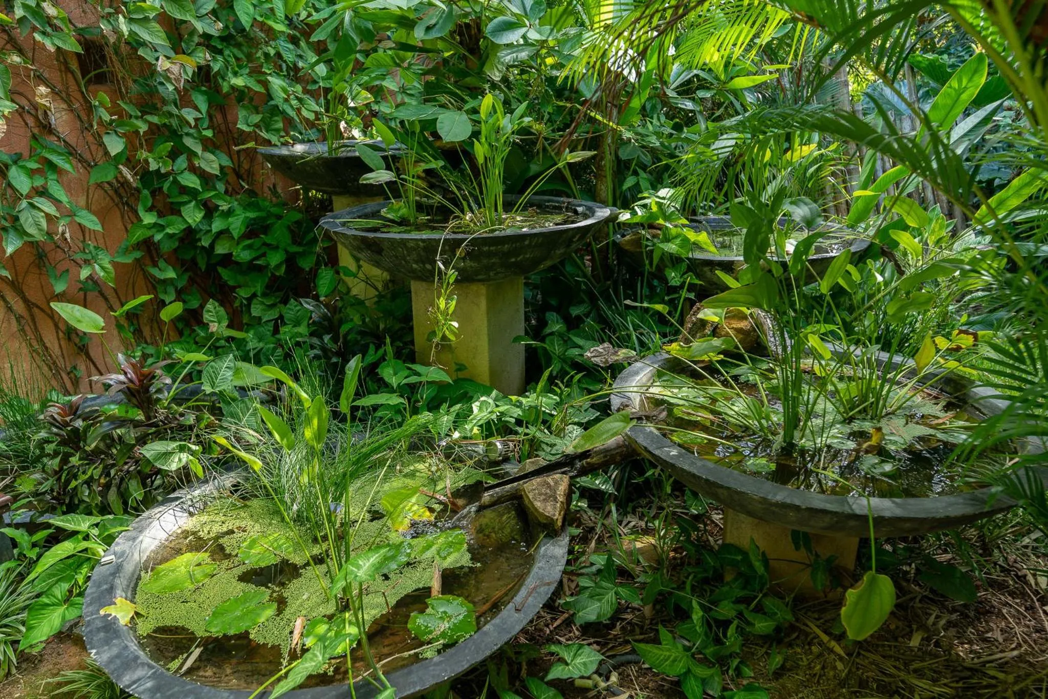 Garden in D Canal House