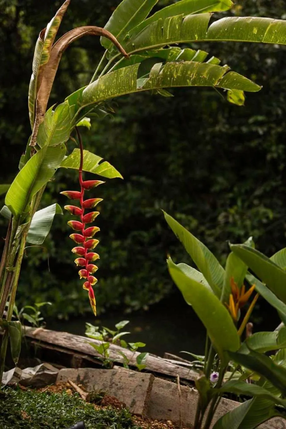 Garden in D Canal House