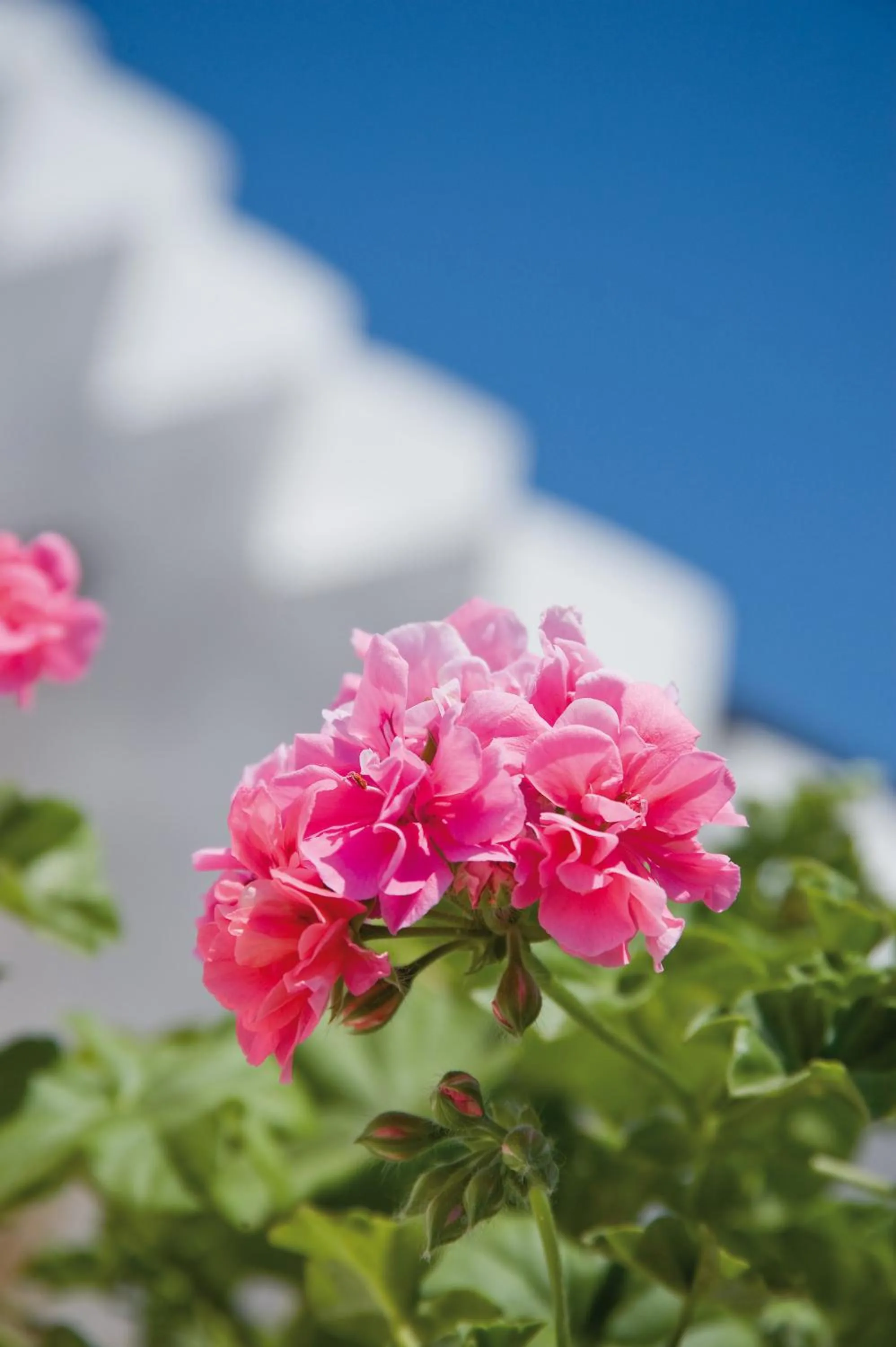 Garden in Tenuta Badessa