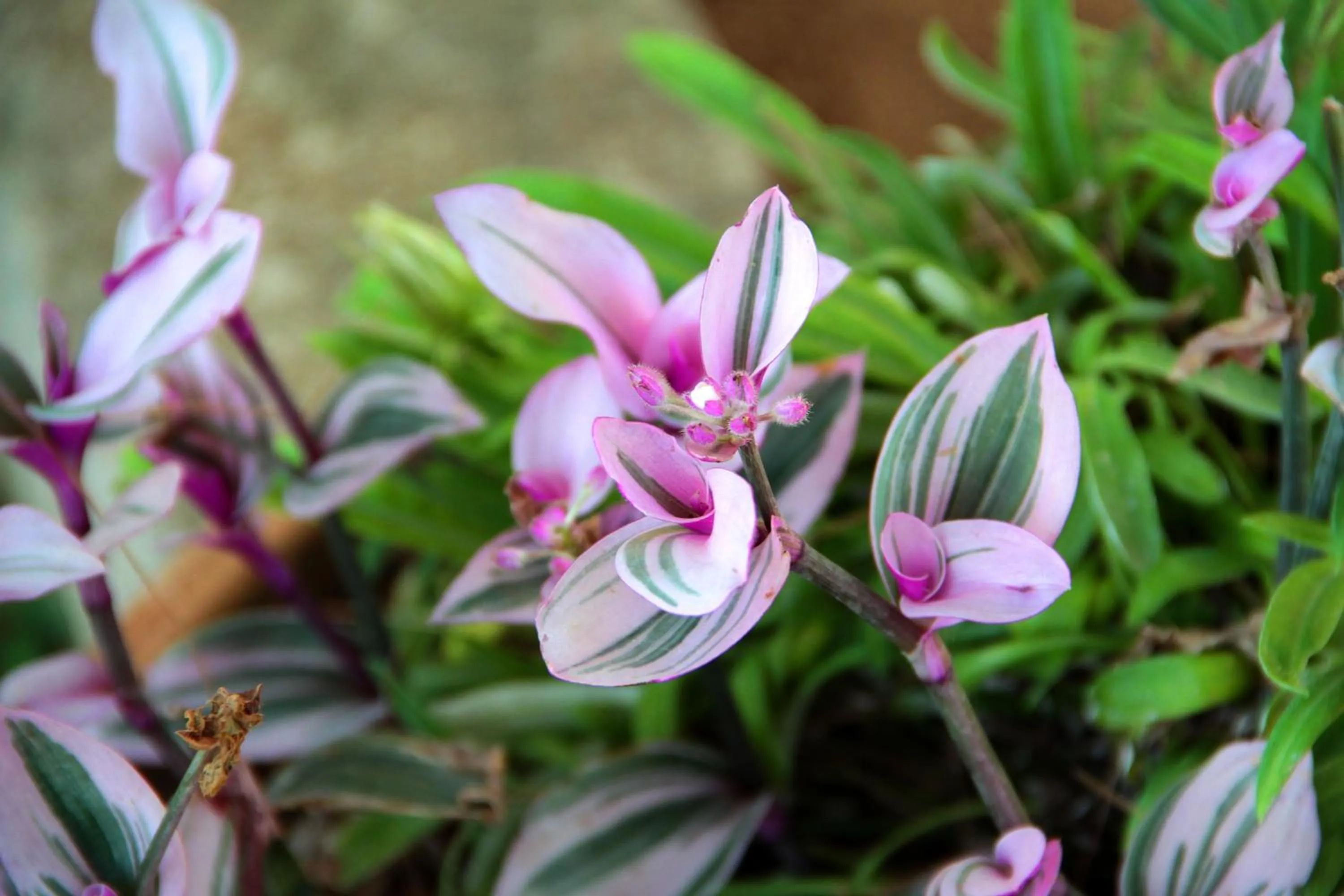 Spring in Masseria Cristo