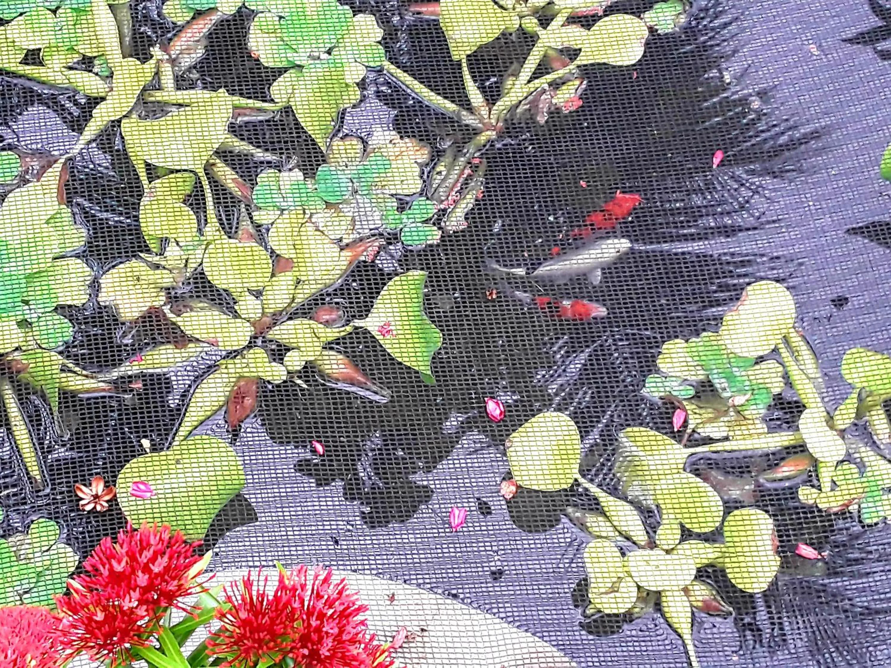 Garden in Adayo Cove Resort