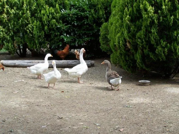 Day in Ortali Country House