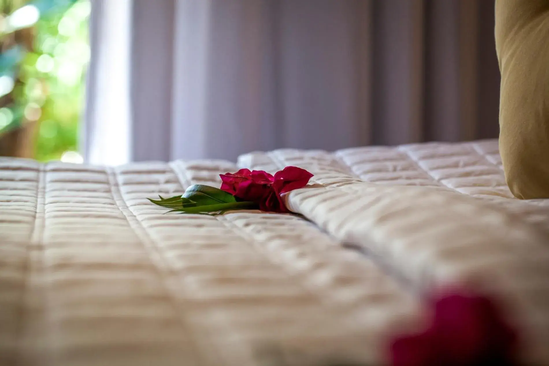 Executive Suite in Sombra e Água Fresca Floresta Executive Suite in Sombra e Água Fresca Floresta