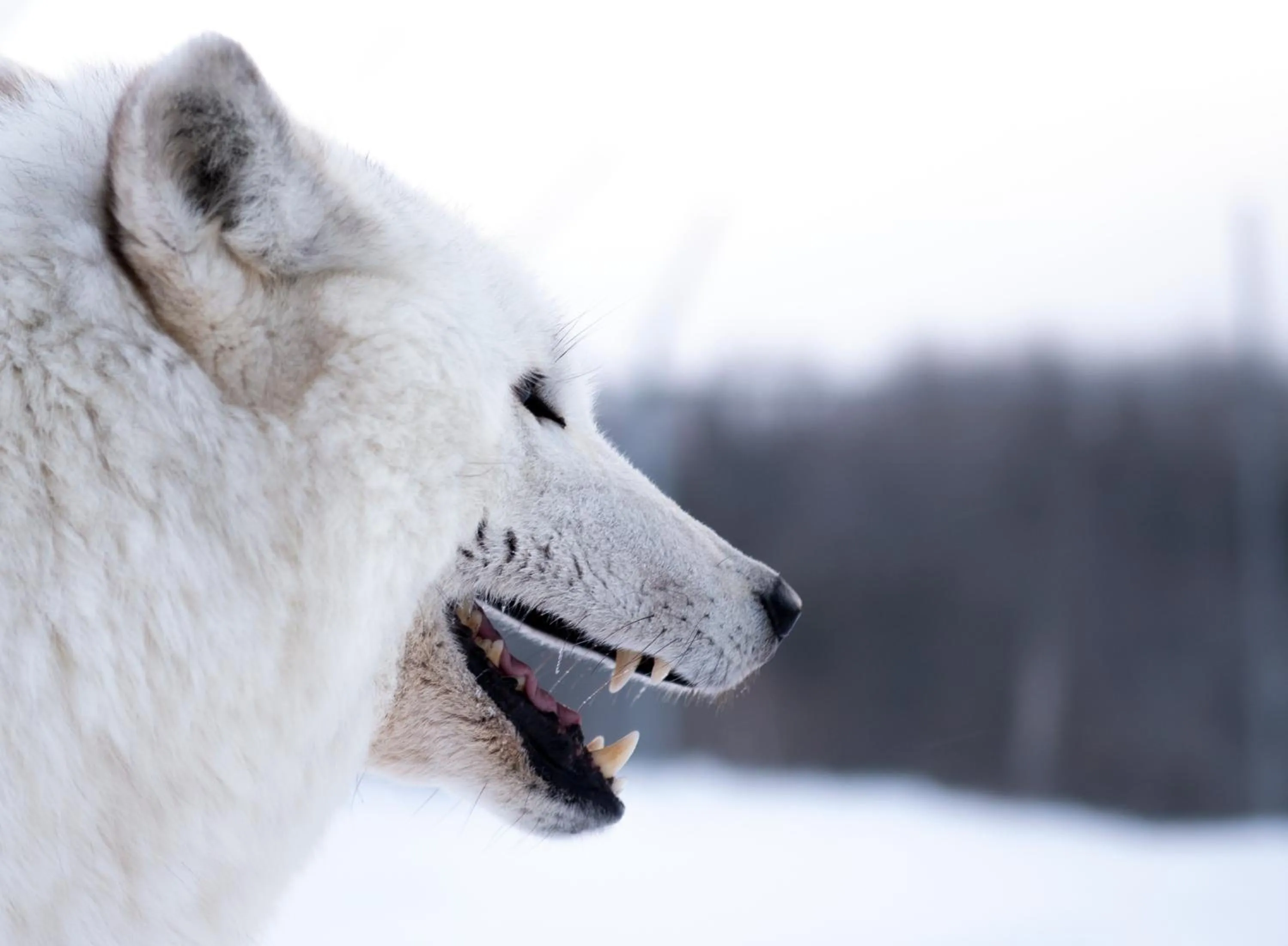 Centre de Vacances 5 Étoiles Family Resort