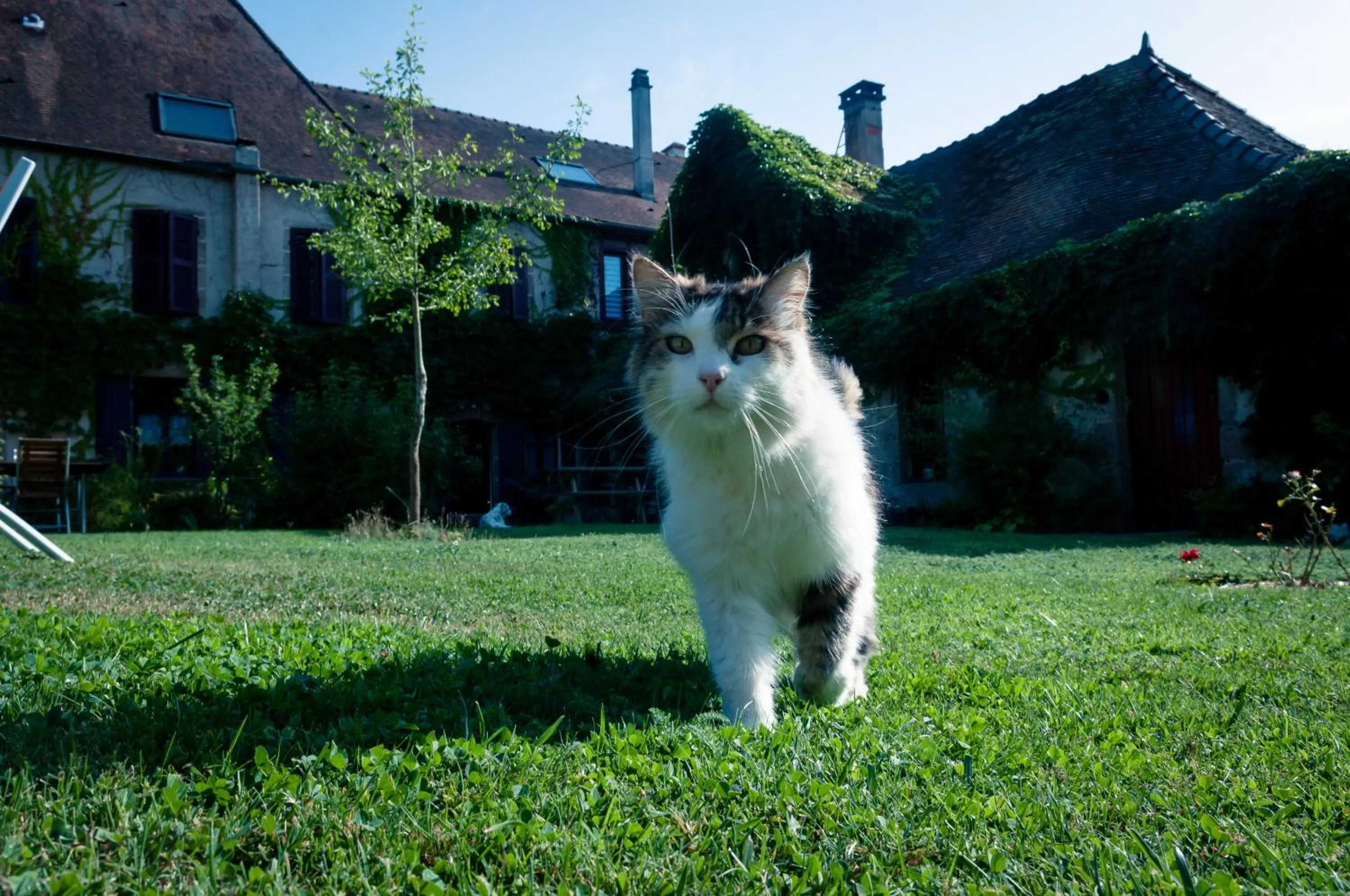 Pets in Au Puy Des Vérités