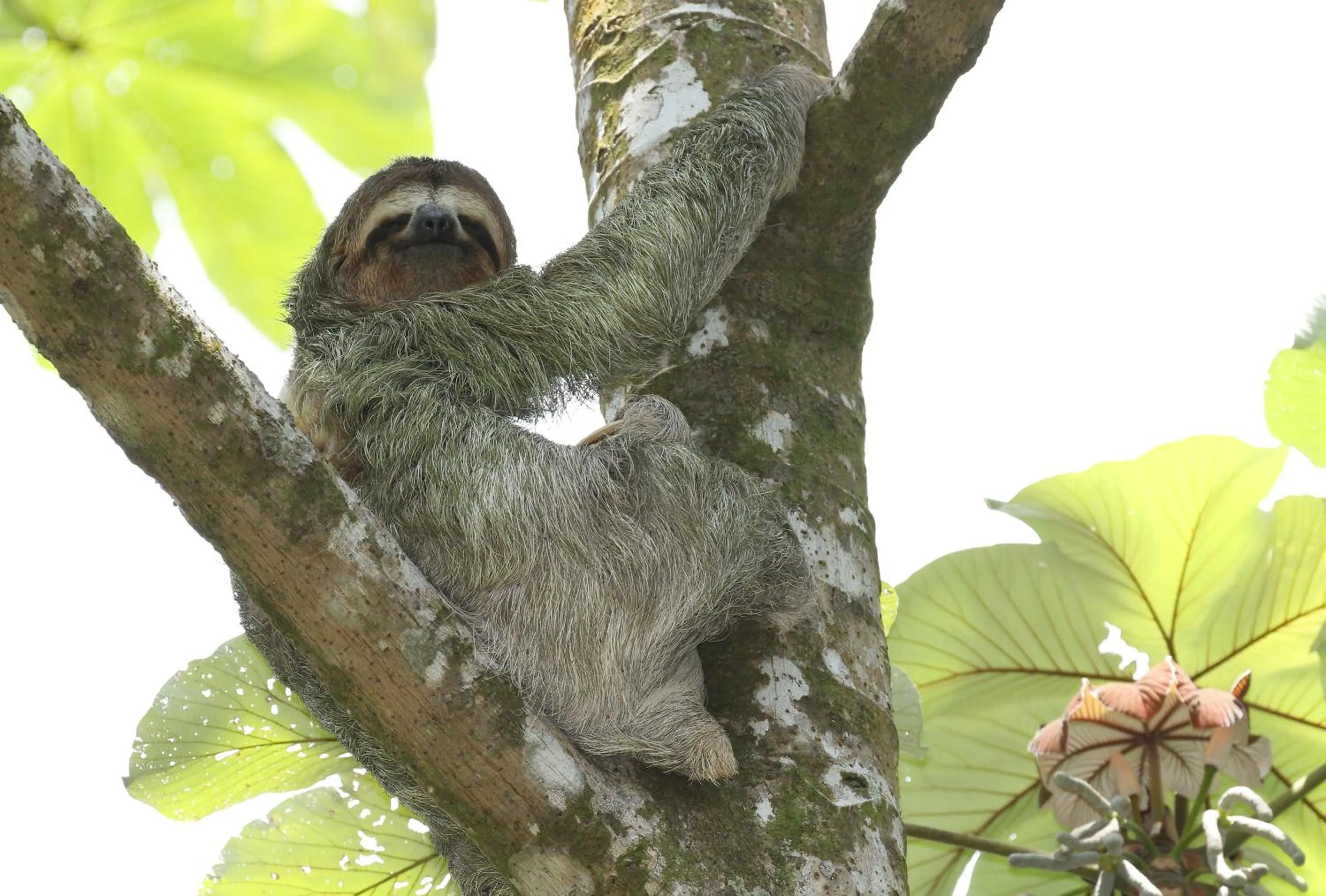 Animals in Golden Pineapple Villas-Adults Only