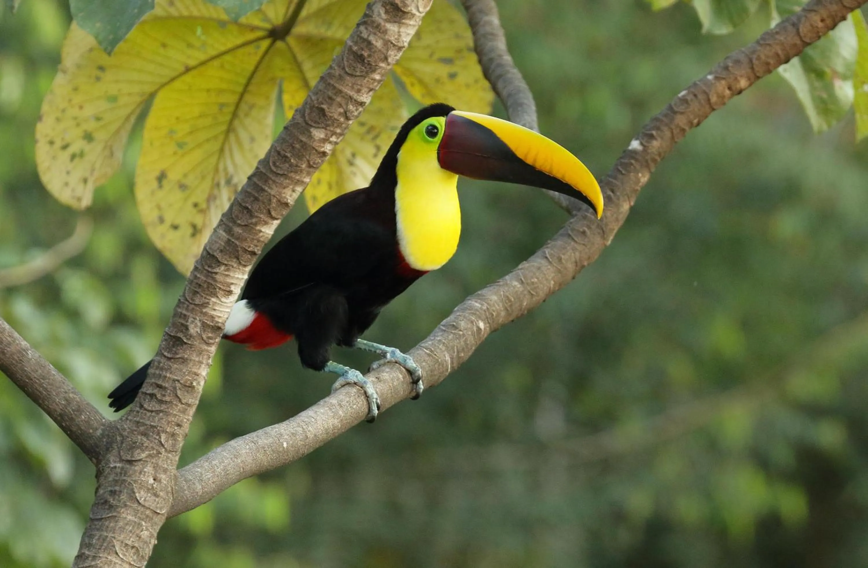 Animals in Golden Pineapple Villas-Adults Only