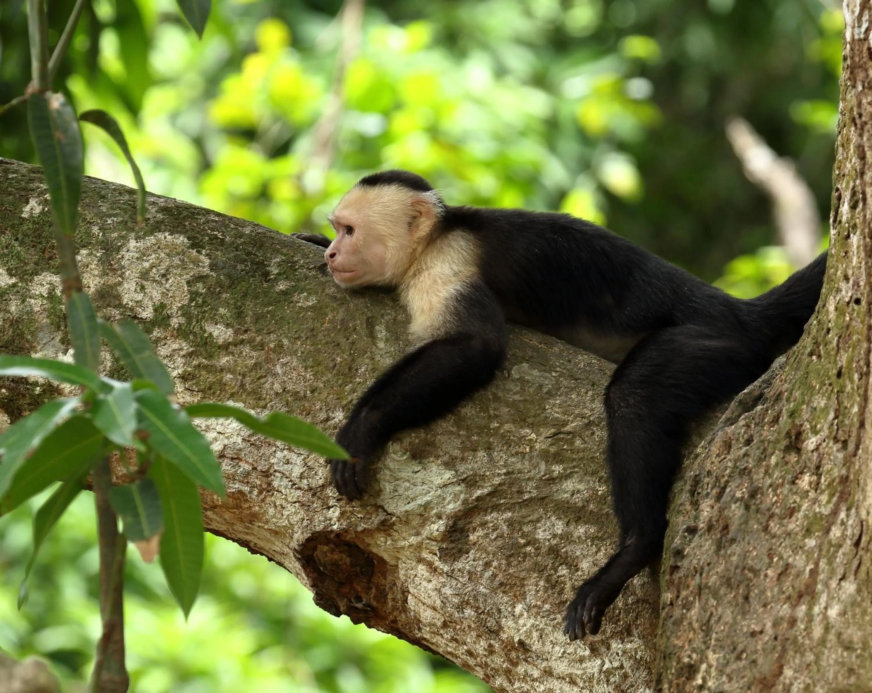 Animals in Golden Pineapple Villas-Adults Only