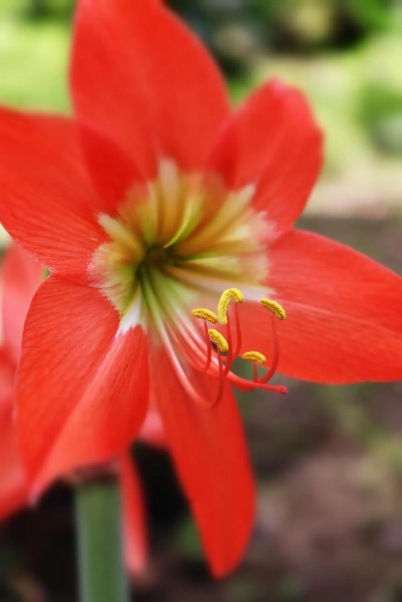 Garden in Pousada Horizonte Azul