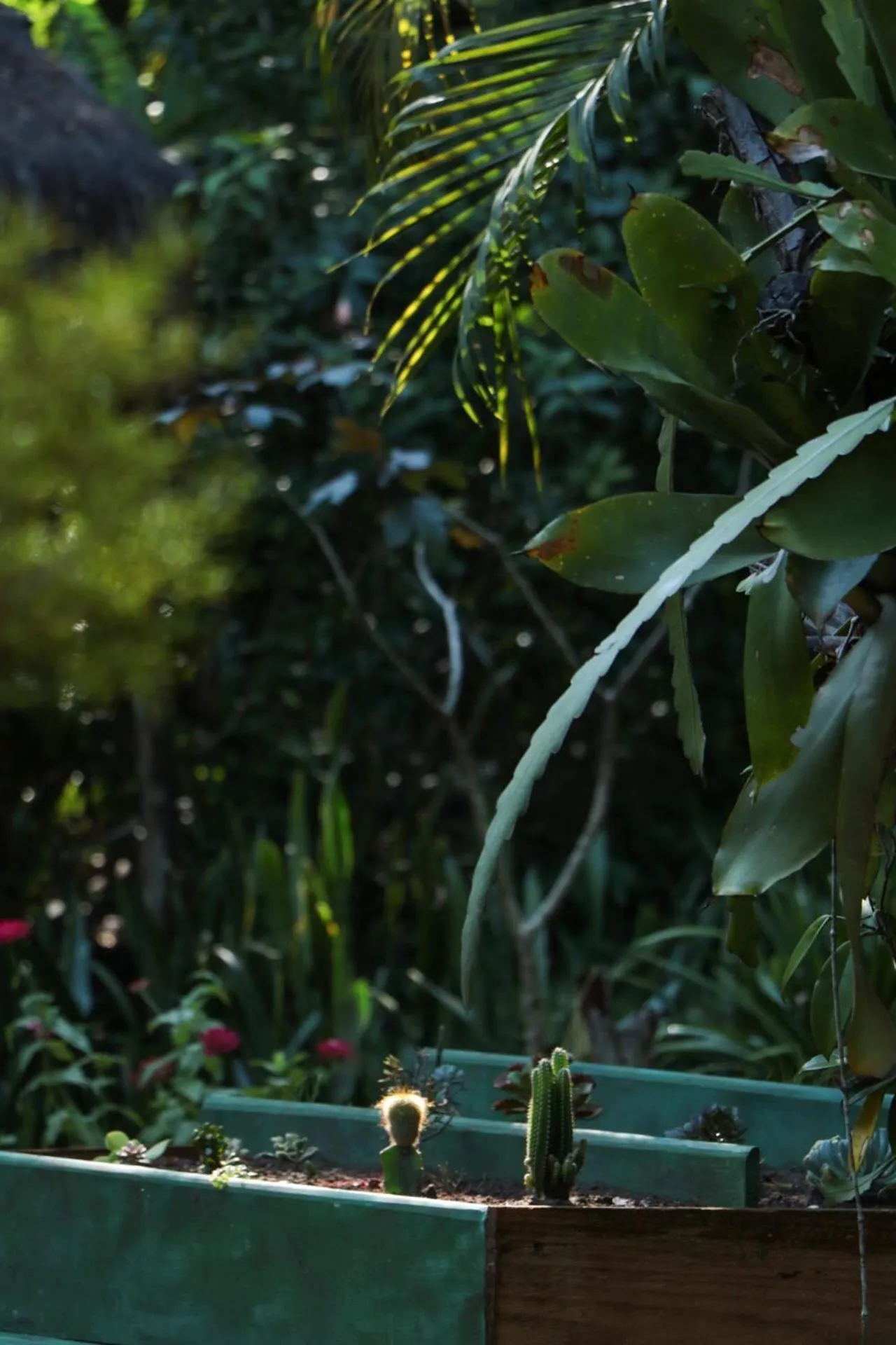 Garden in Pousada Horizonte Azul