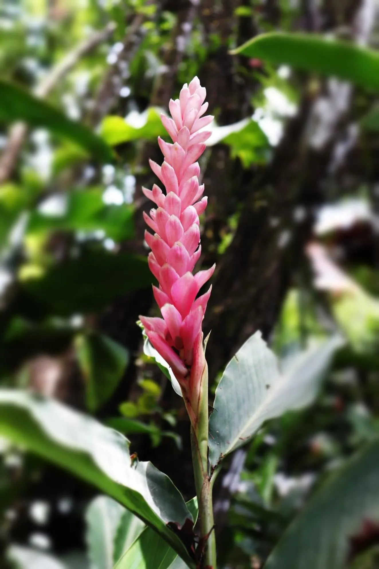 Natural landscape in Pousada Horizonte Azul