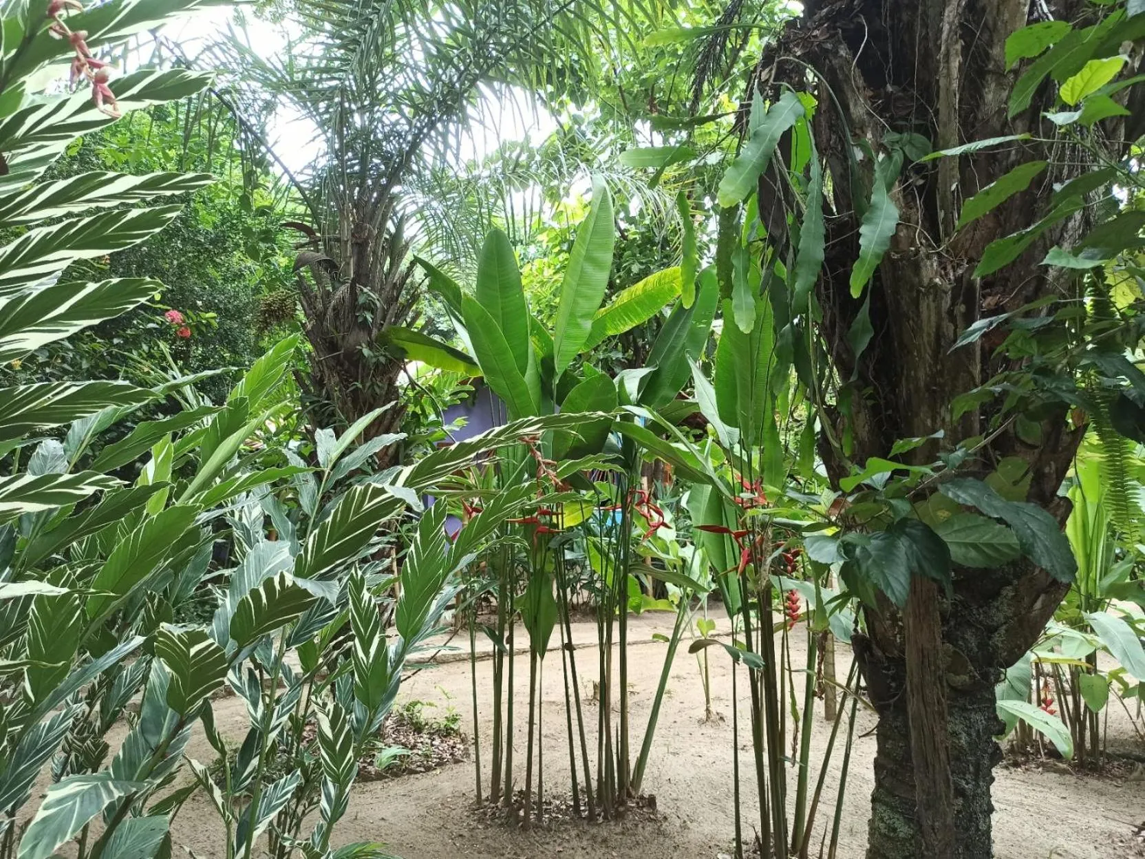 Garden in Pousada Horizonte Azul