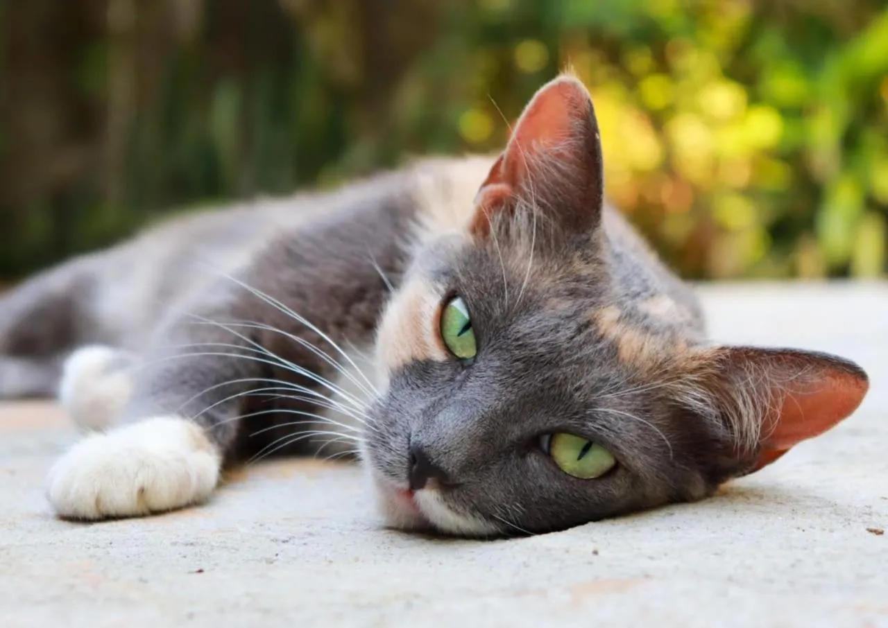 Pets in Pousada Horizonte Azul