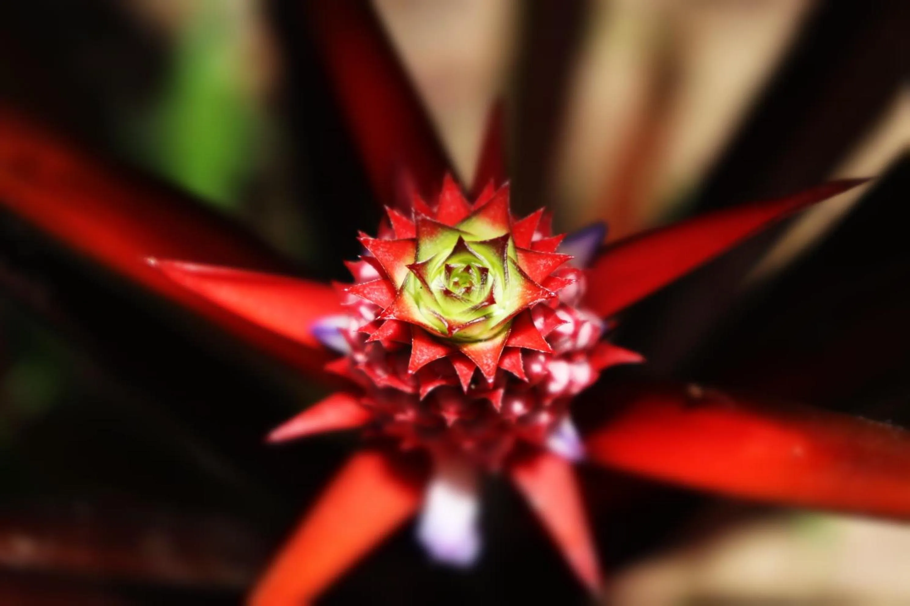 Garden in Pousada Horizonte Azul