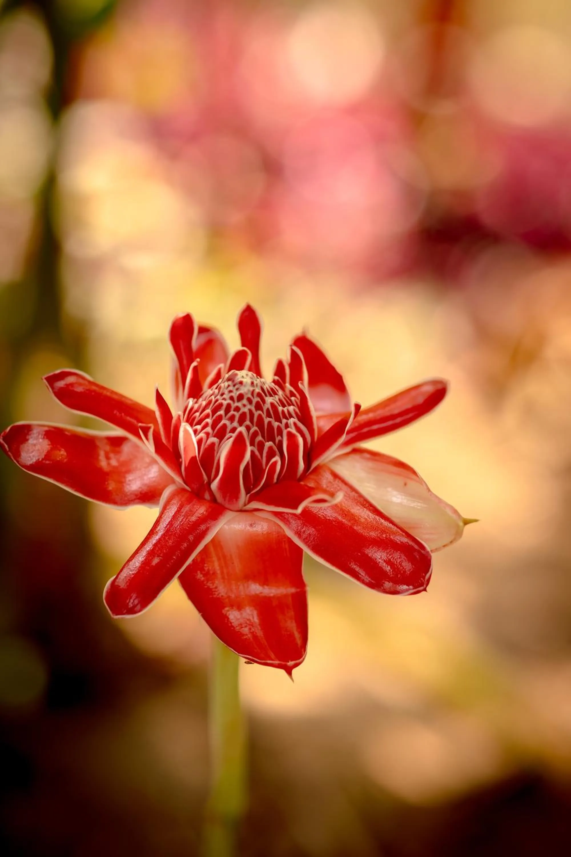 Garden in Pousada Horizonte Azul