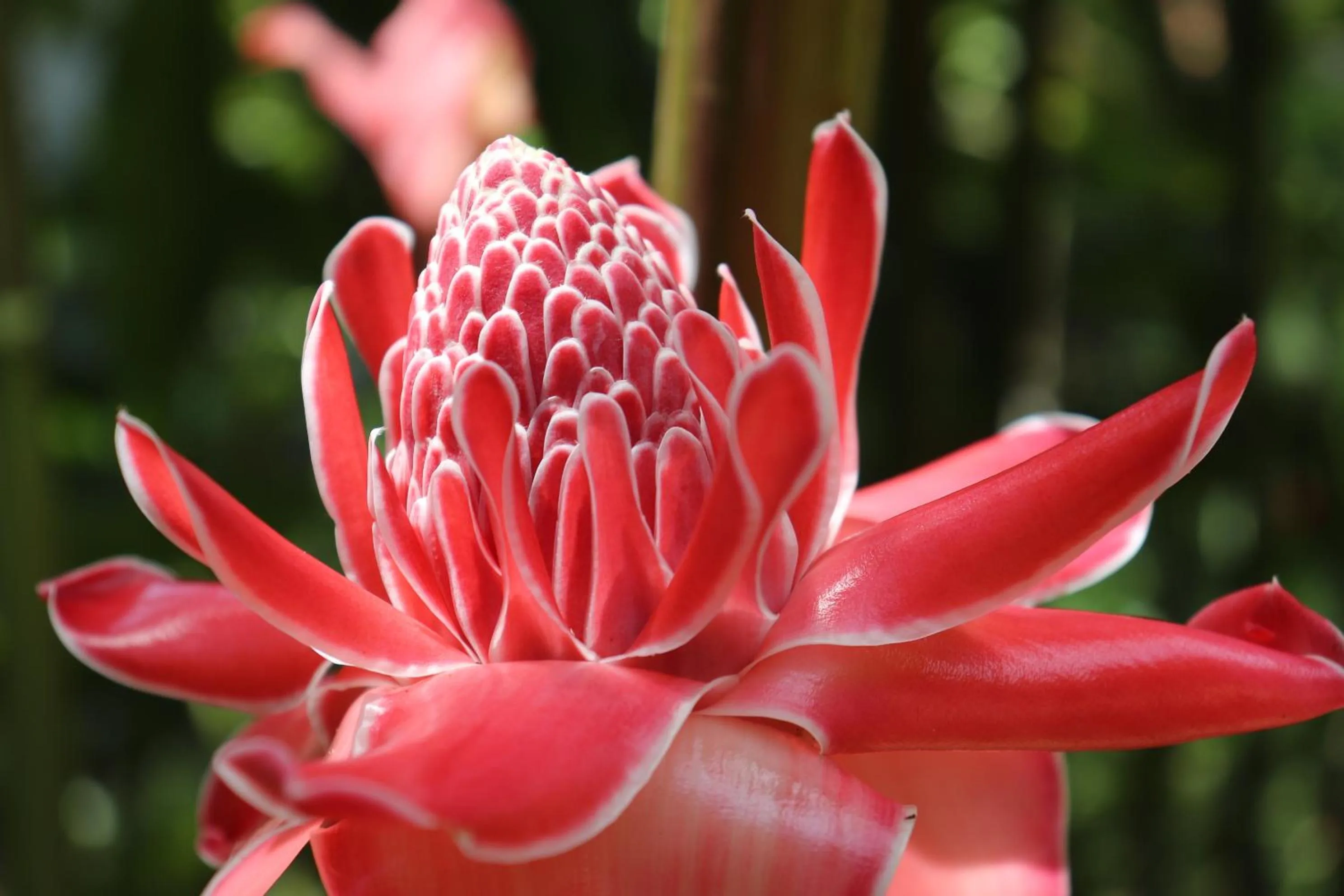 Garden in Pousada Horizonte Azul