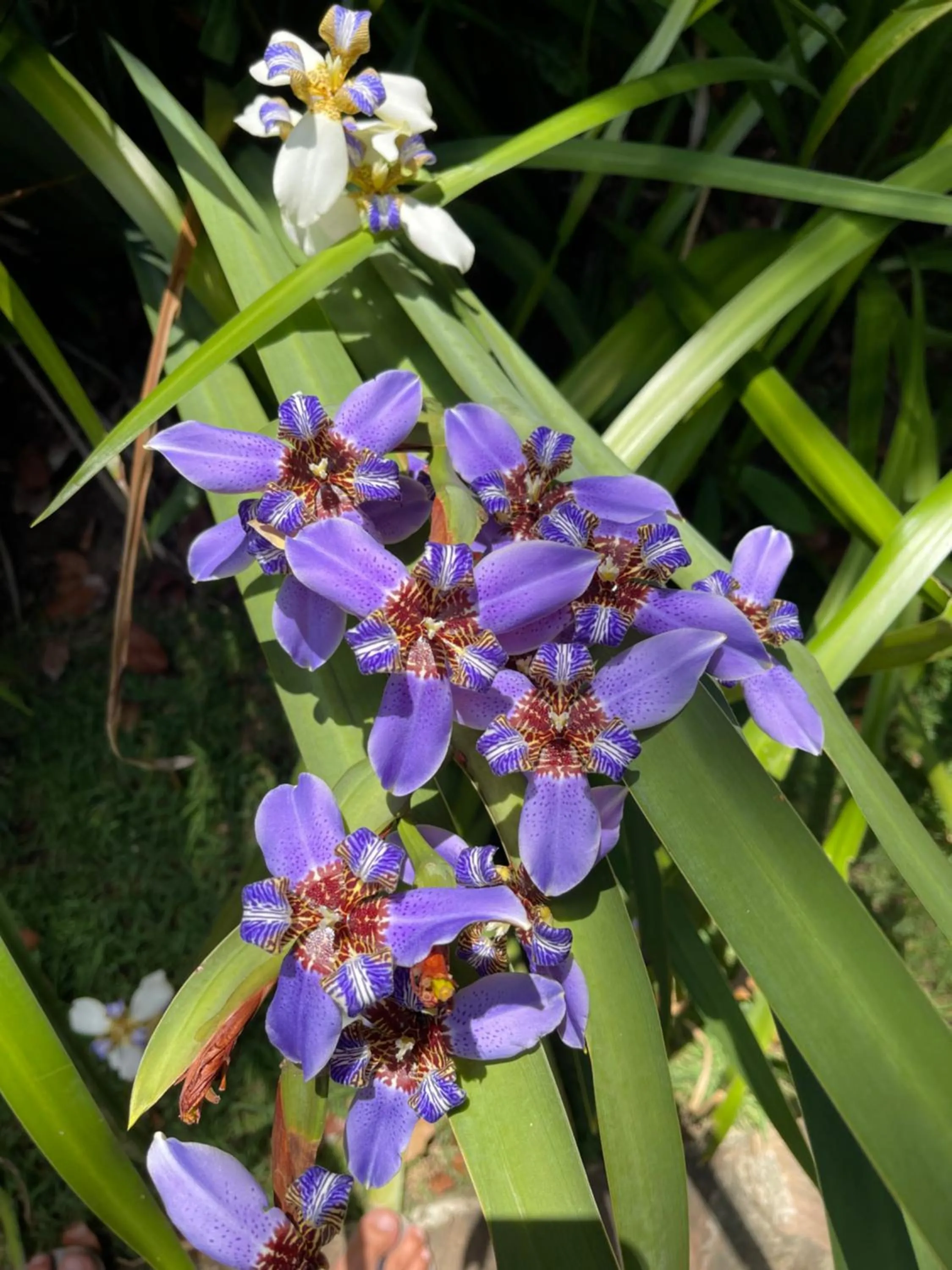 Garden in Pousada Horizonte Azul