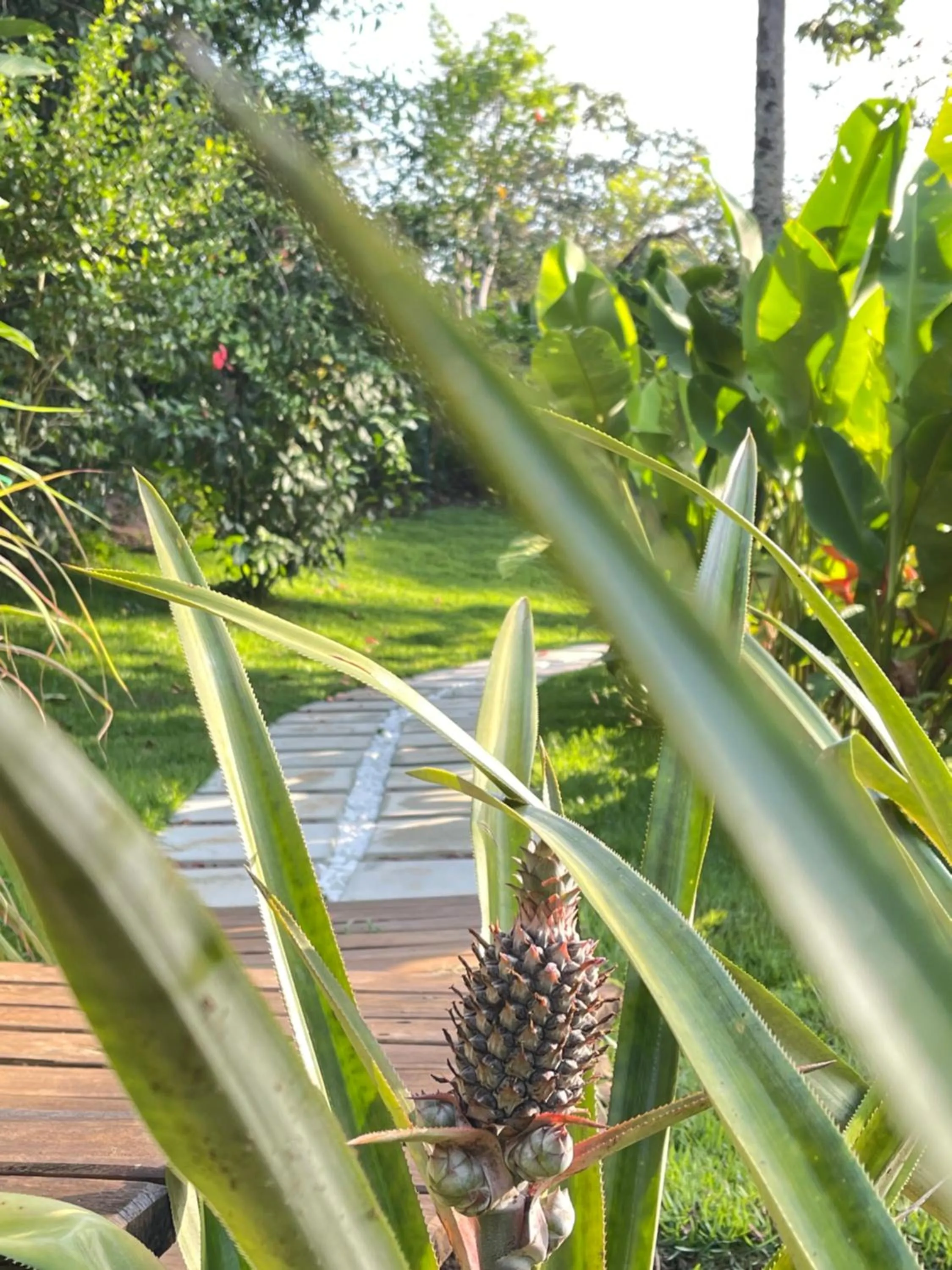 Garden in Pousada Horizonte Azul