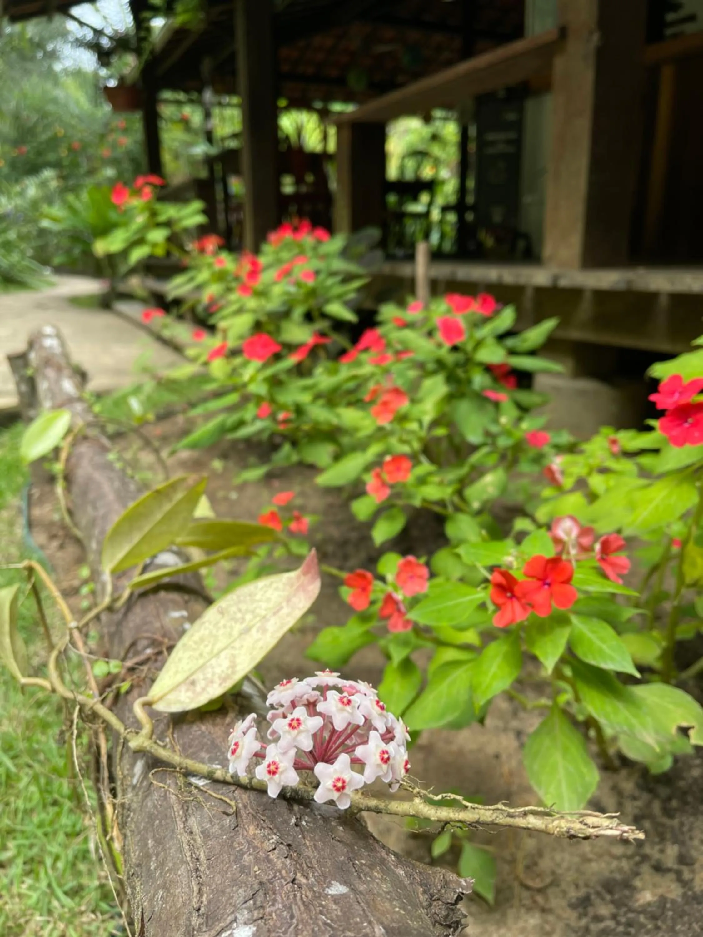 Garden in Pousada Horizonte Azul
