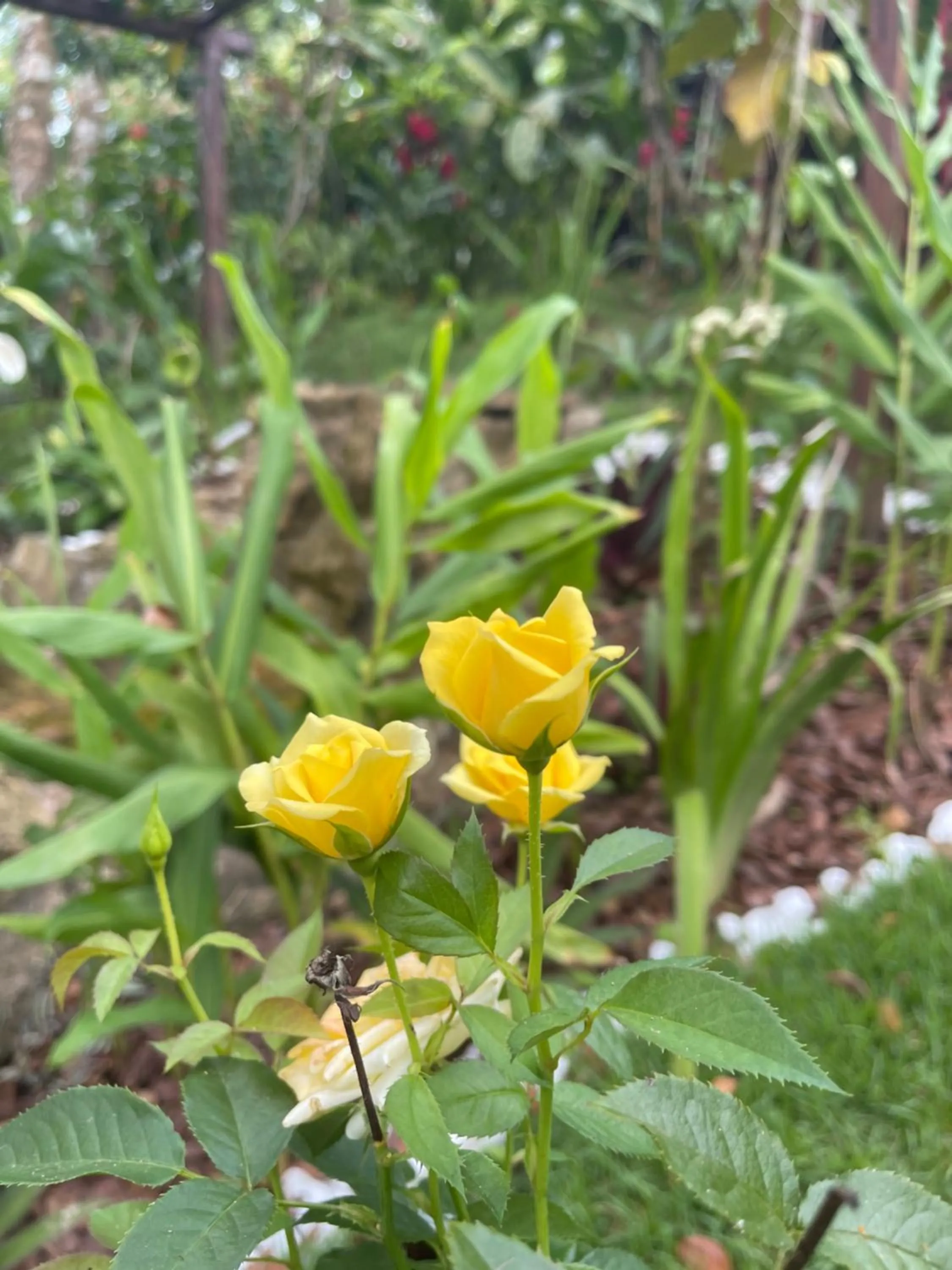 Garden in Pousada Horizonte Azul