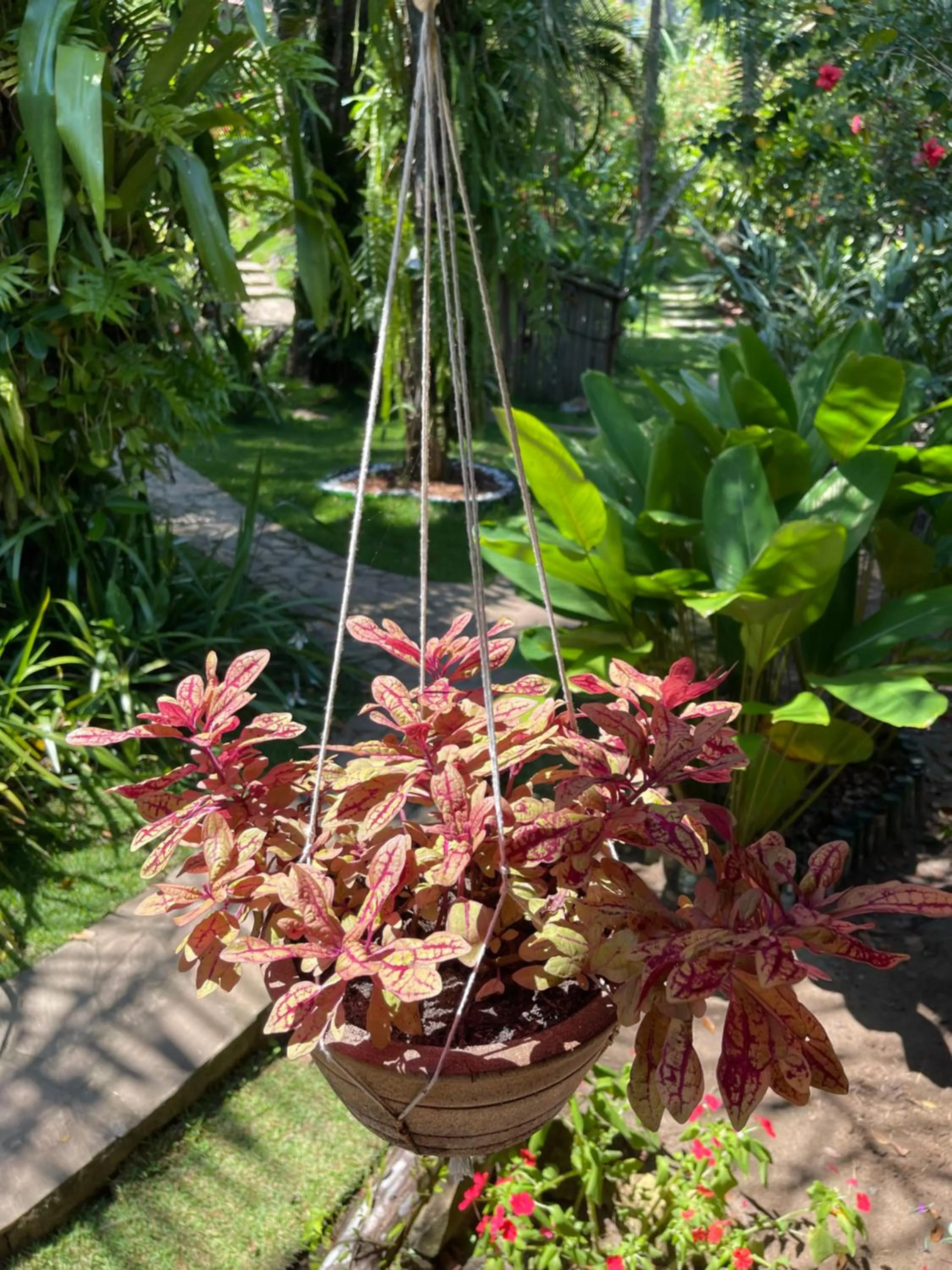 Garden in Pousada Horizonte Azul