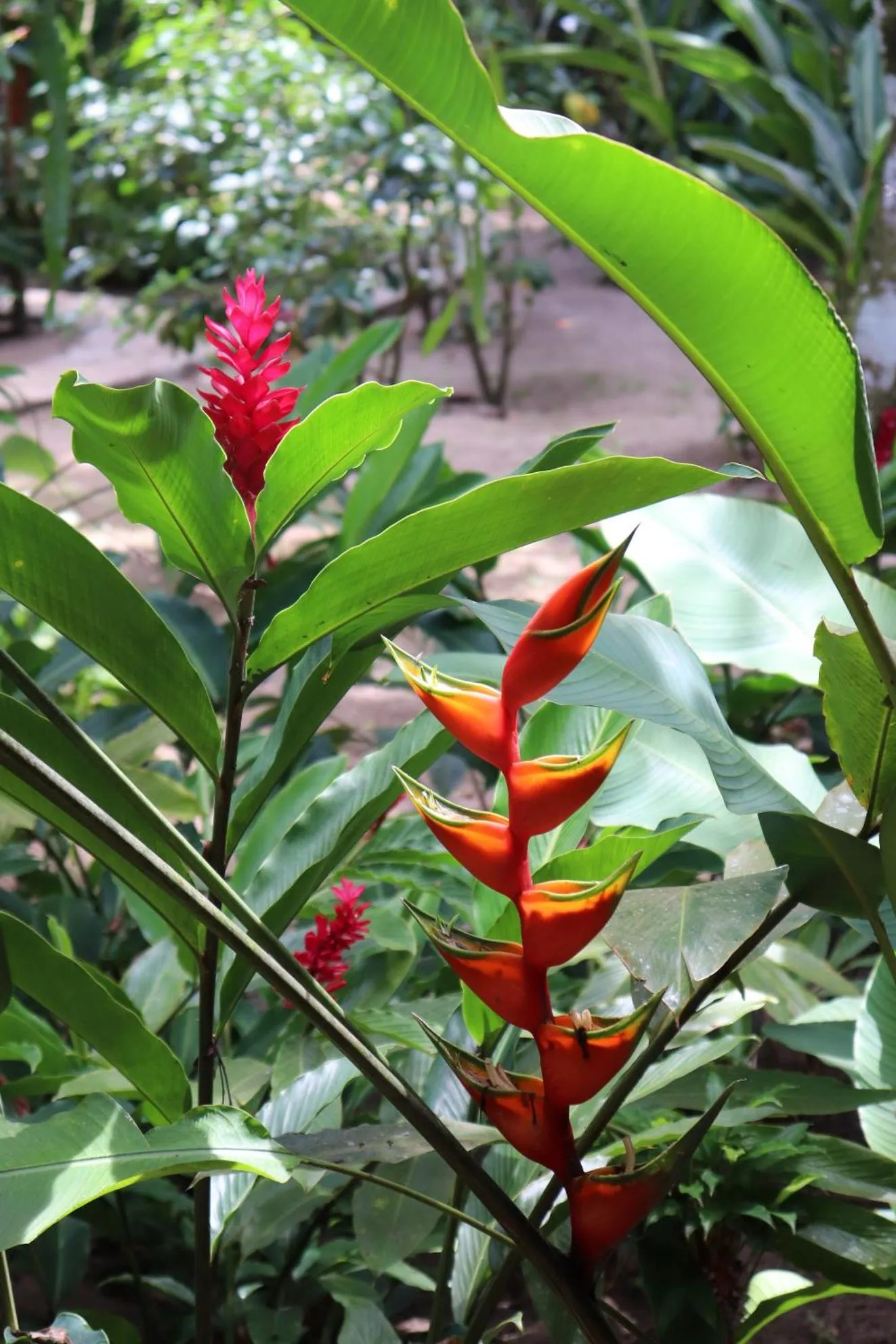 Garden in Pousada Horizonte Azul