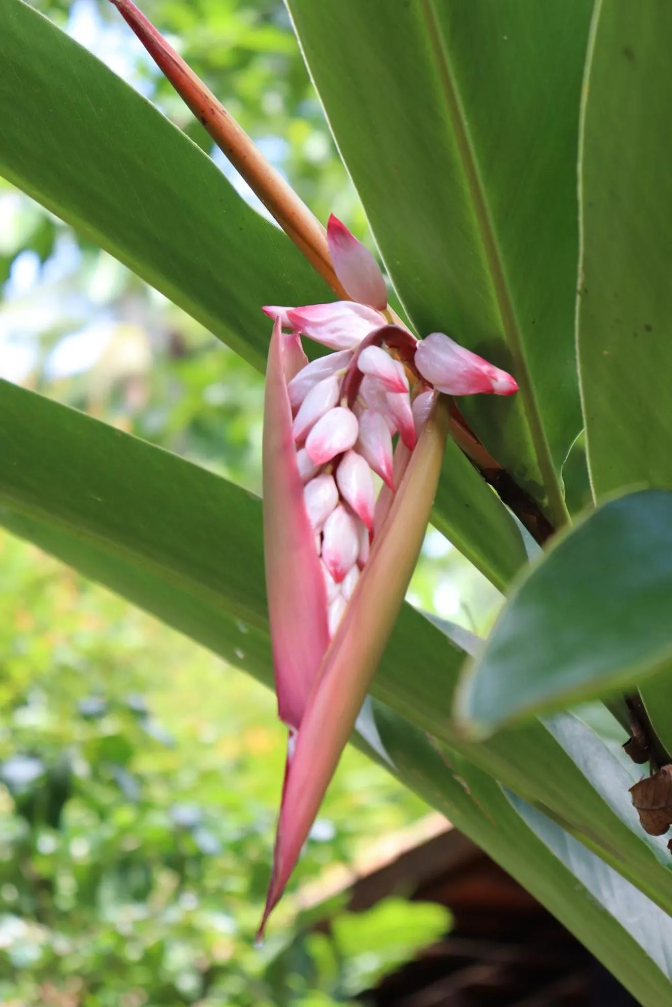 Garden in Pousada Horizonte Azul
