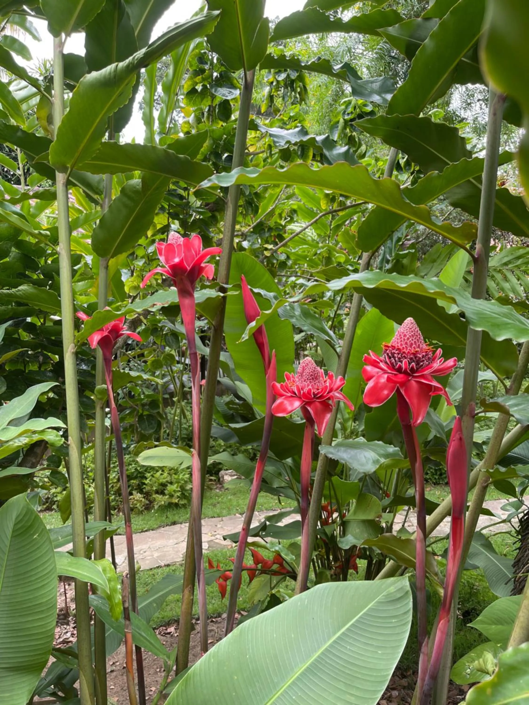 Garden in Pousada Horizonte Azul