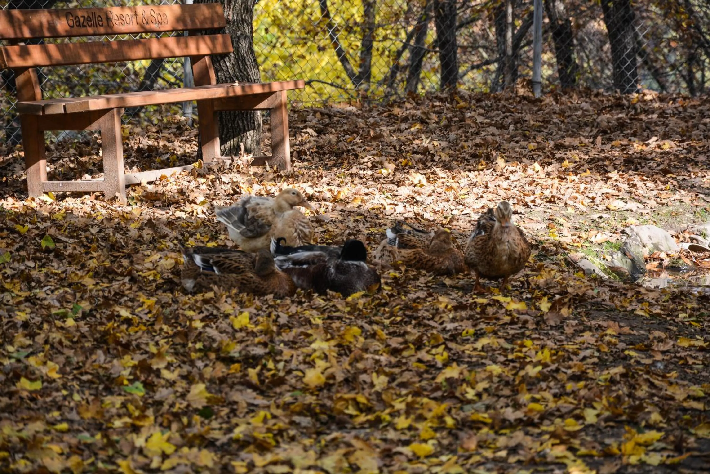 Animals in Gazelle Resort & Spa