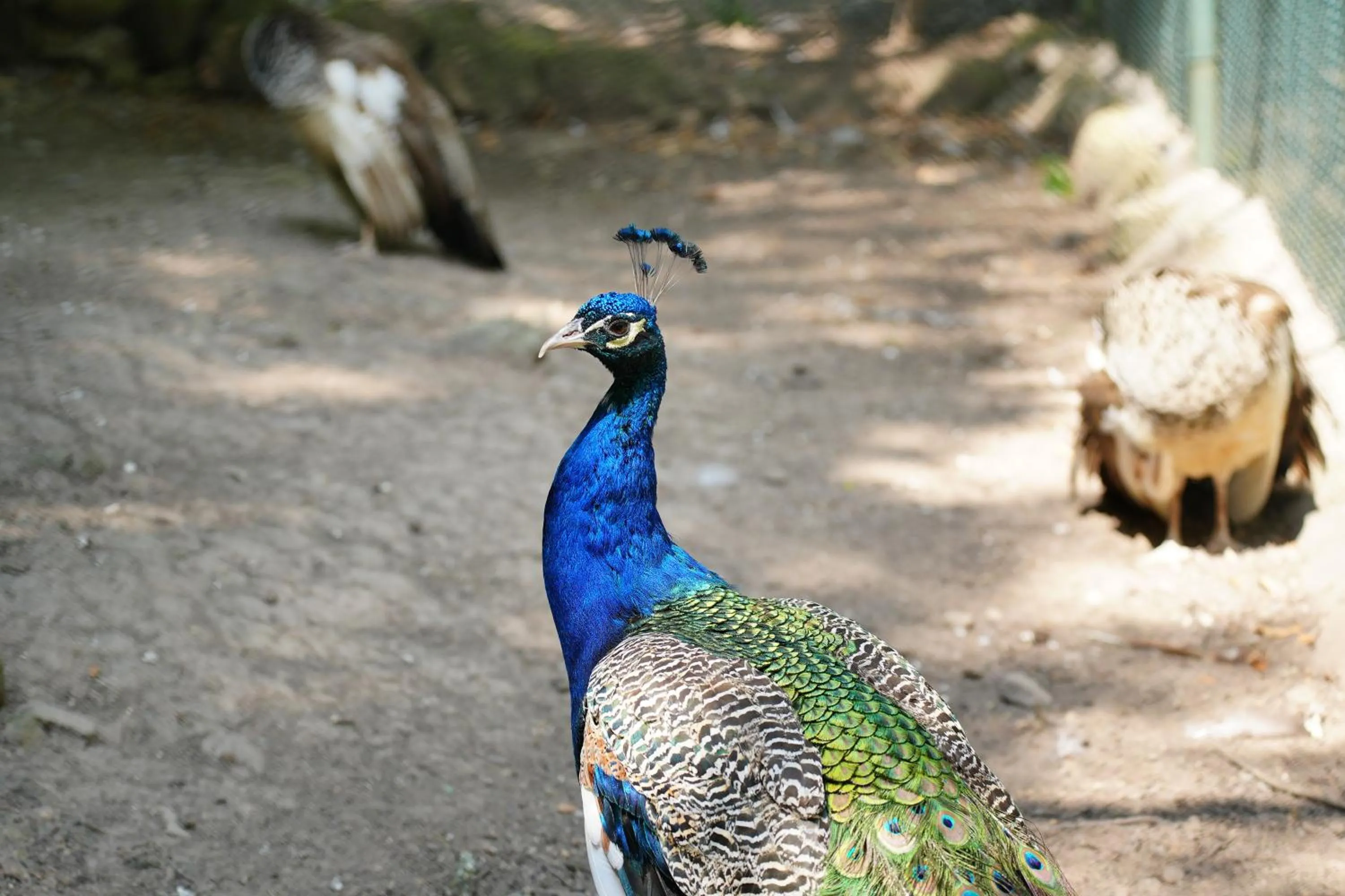 Garden in Gazelle Resort & Spa