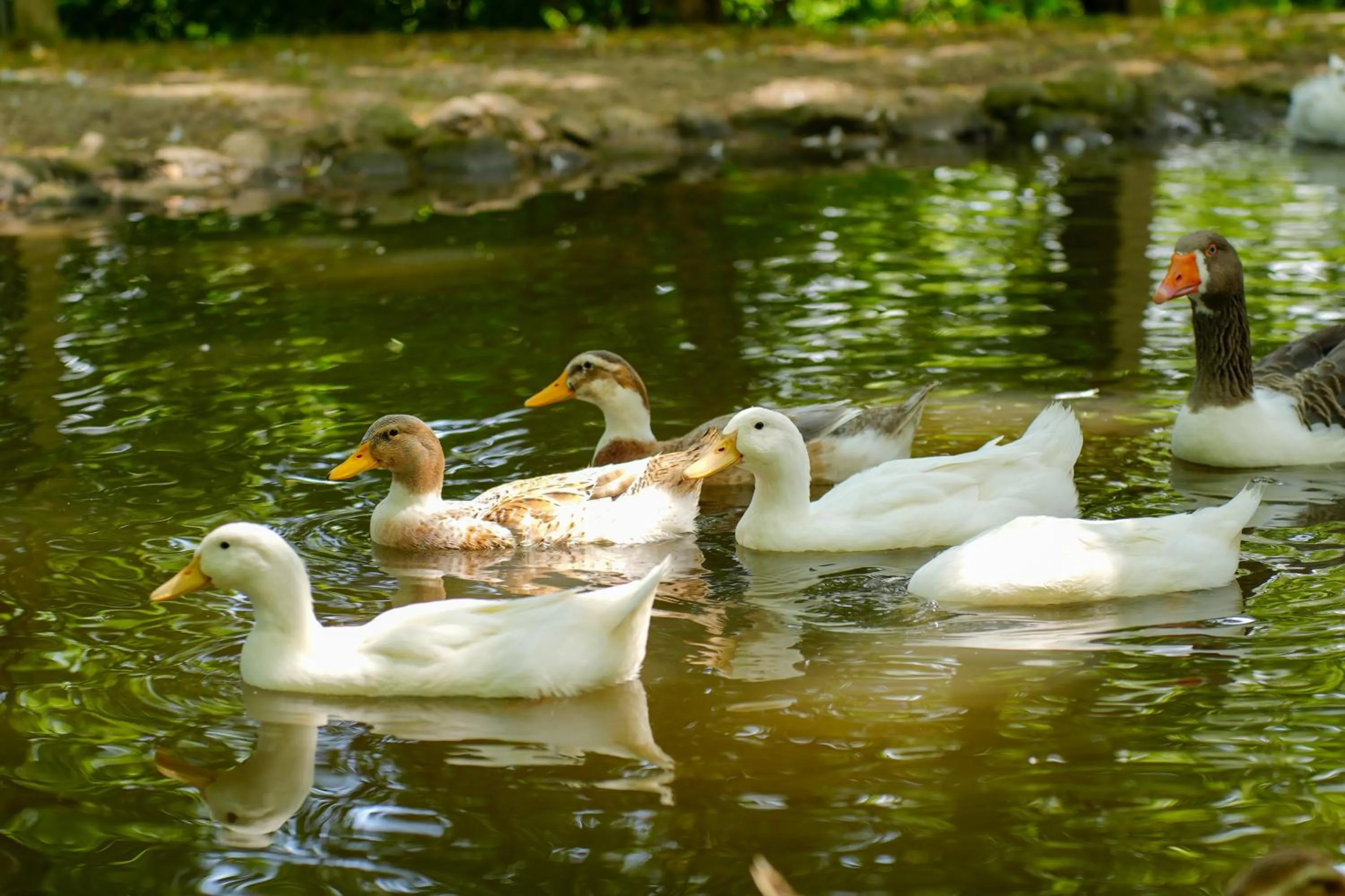 Animals in Gazelle Resort & Spa