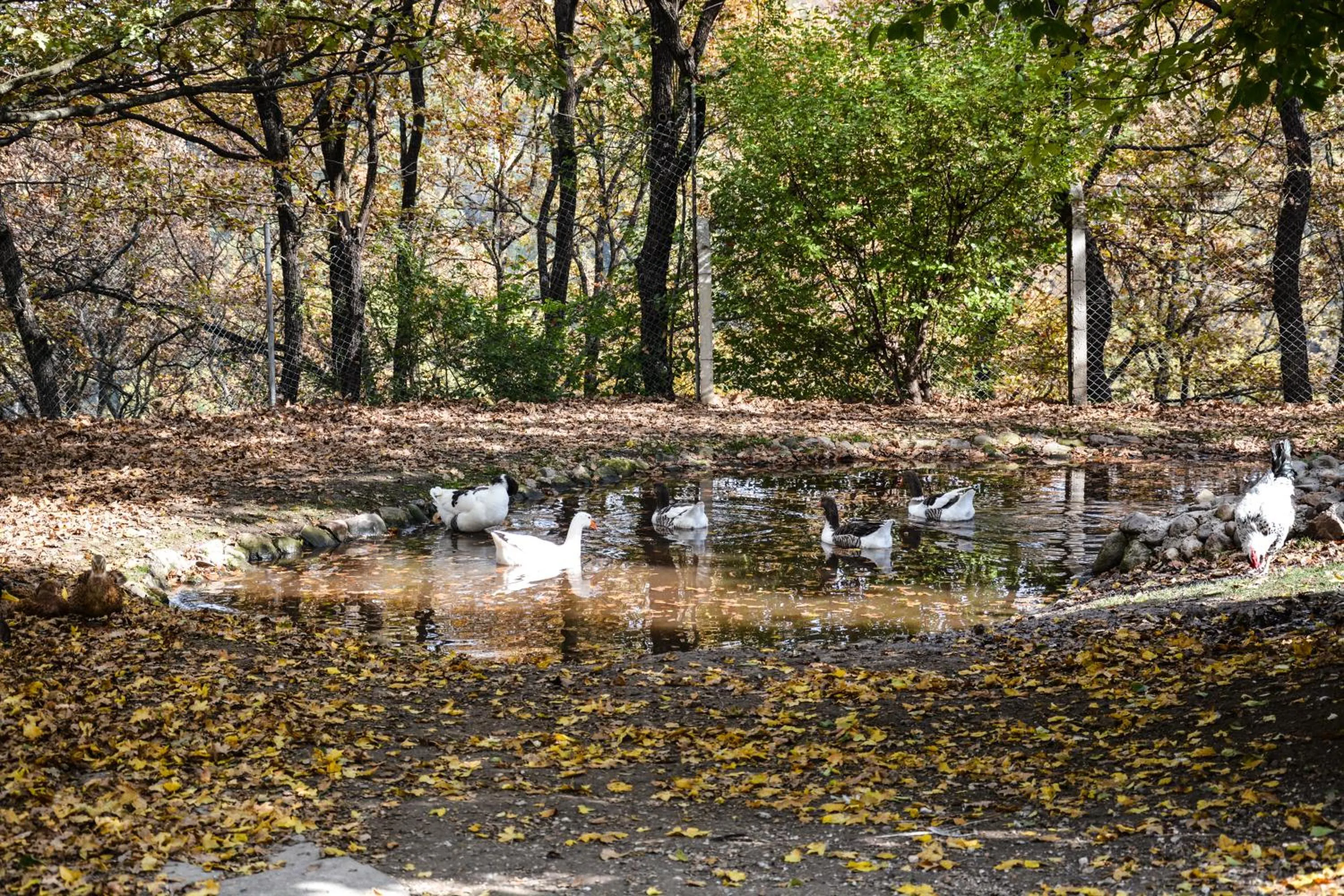 Animals in Gazelle Resort & Spa