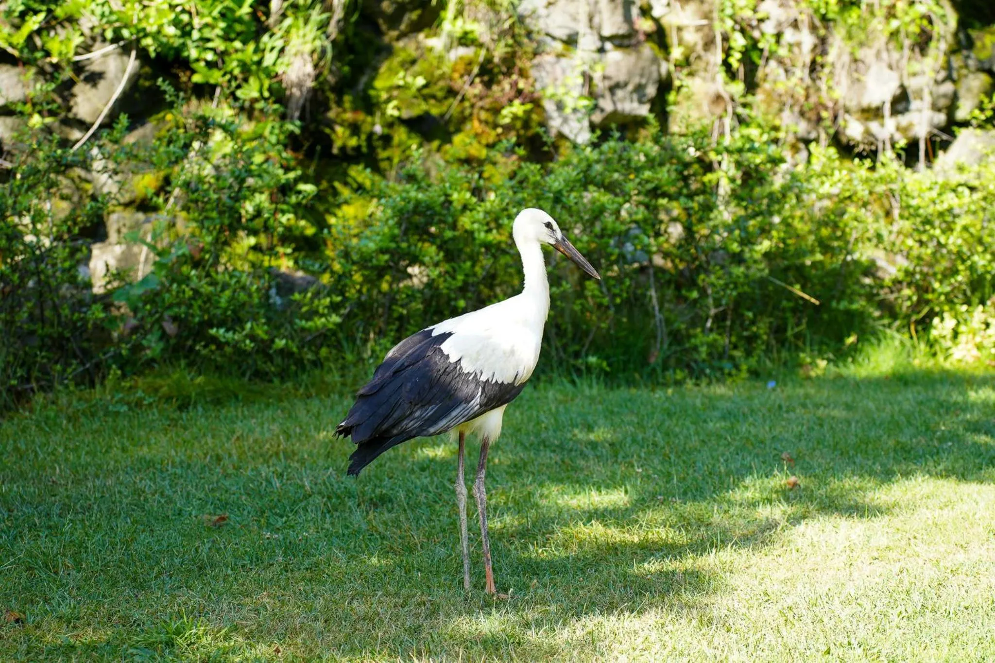 Garden in Gazelle Resort & Spa