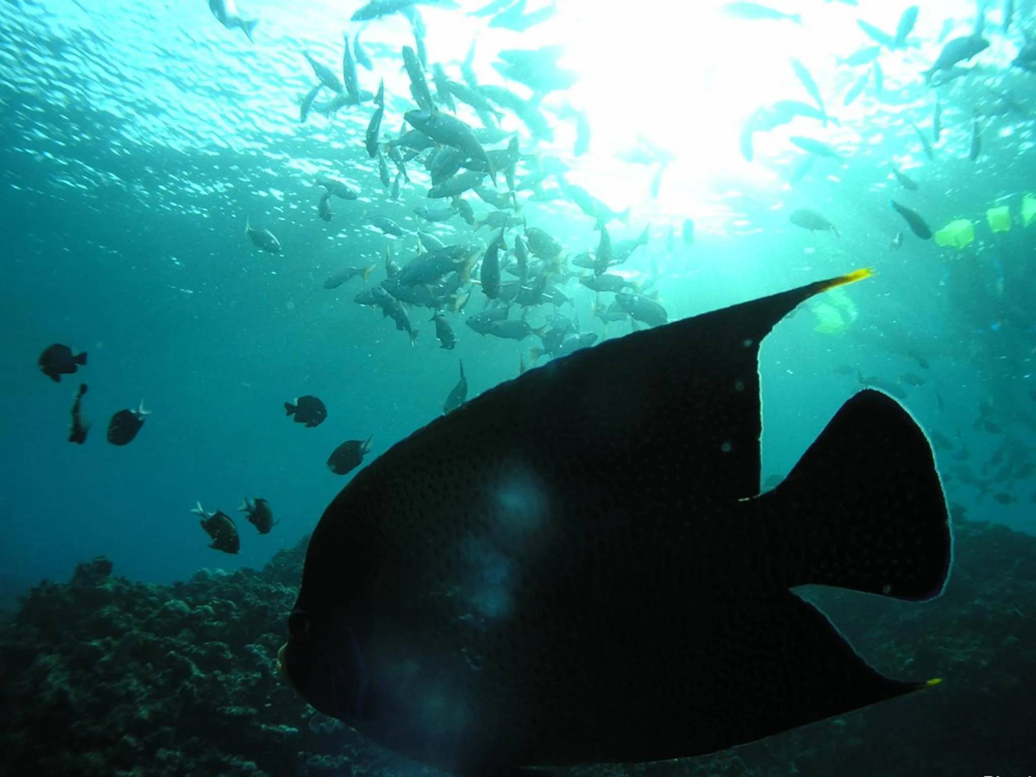 Diving in Pension Moon Villa