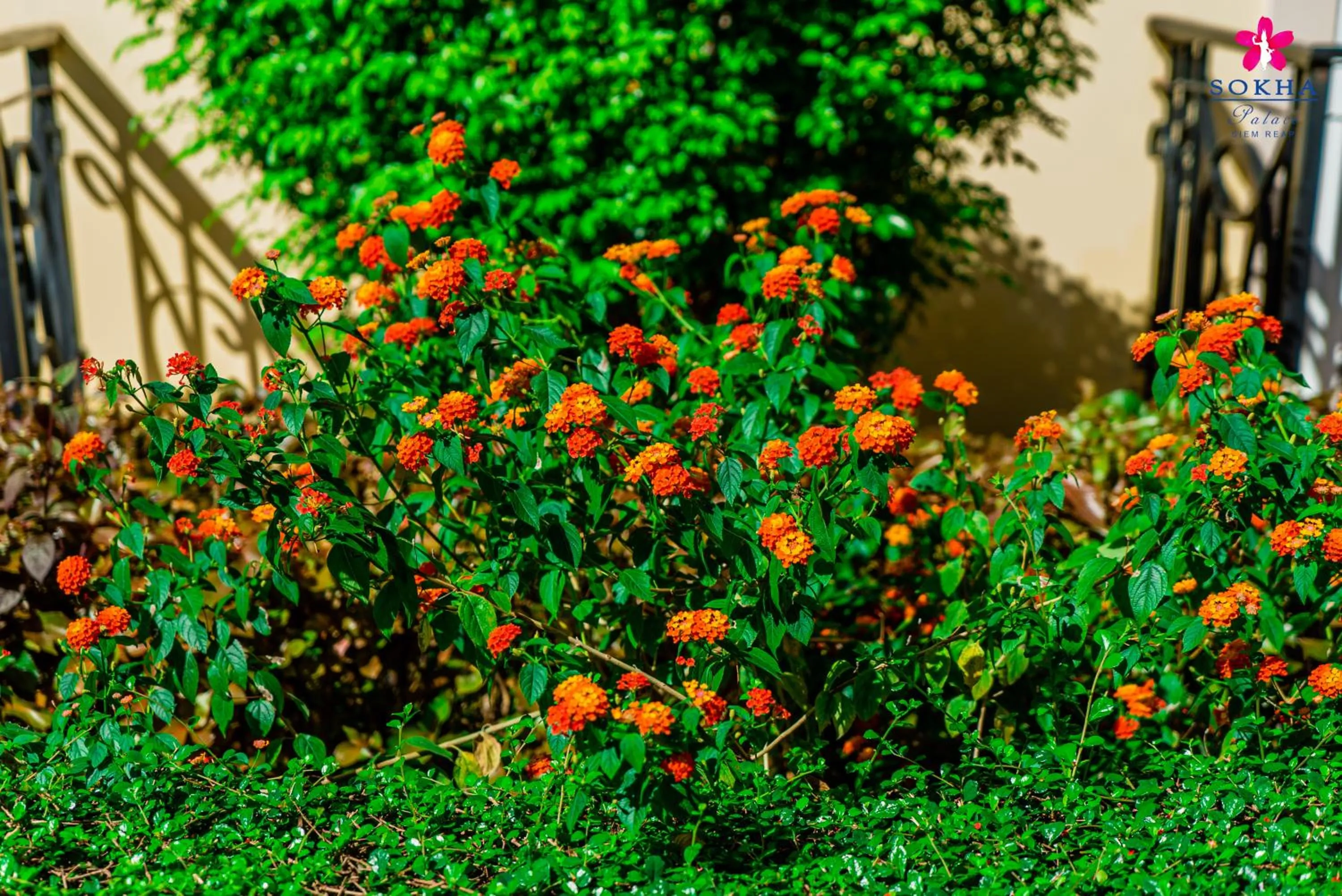 Garden in Sokha Palace Siem Reap Hotel
