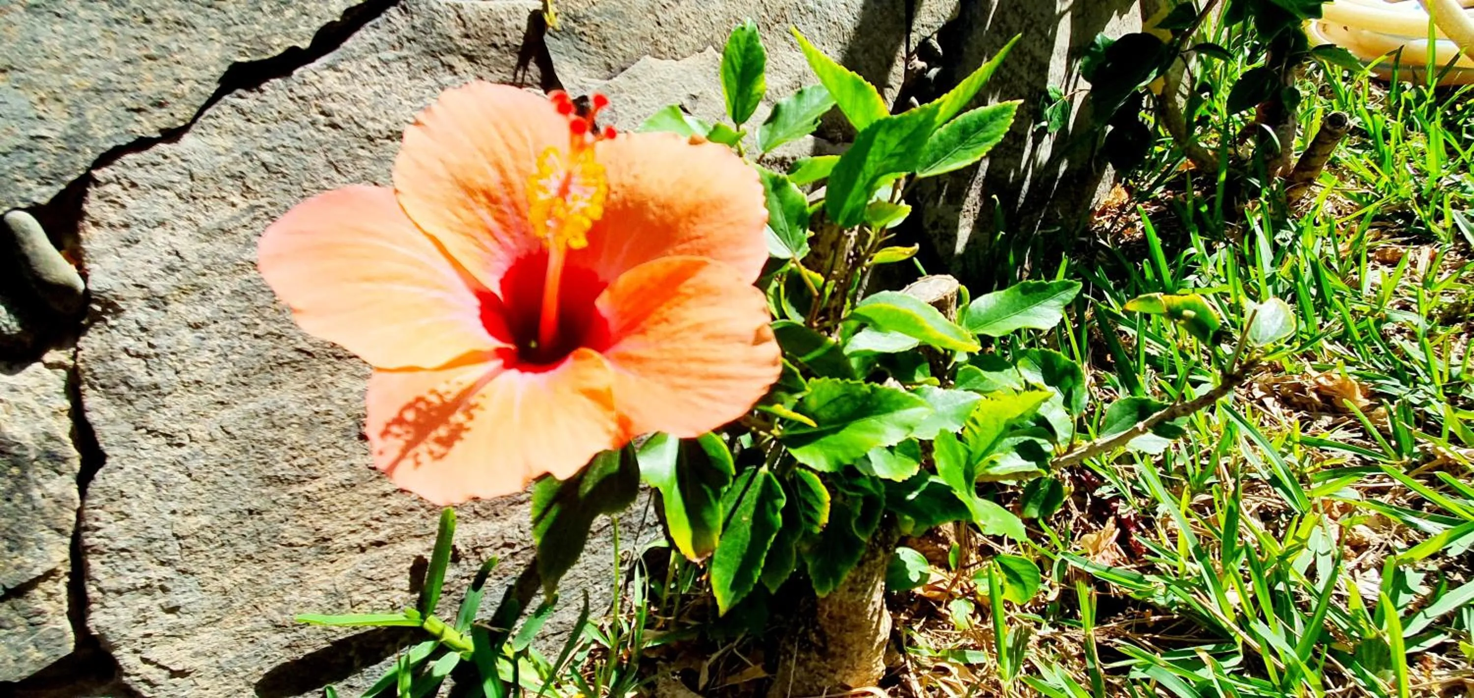 Garden in Apartamentos Casas Carmen - Adults Only