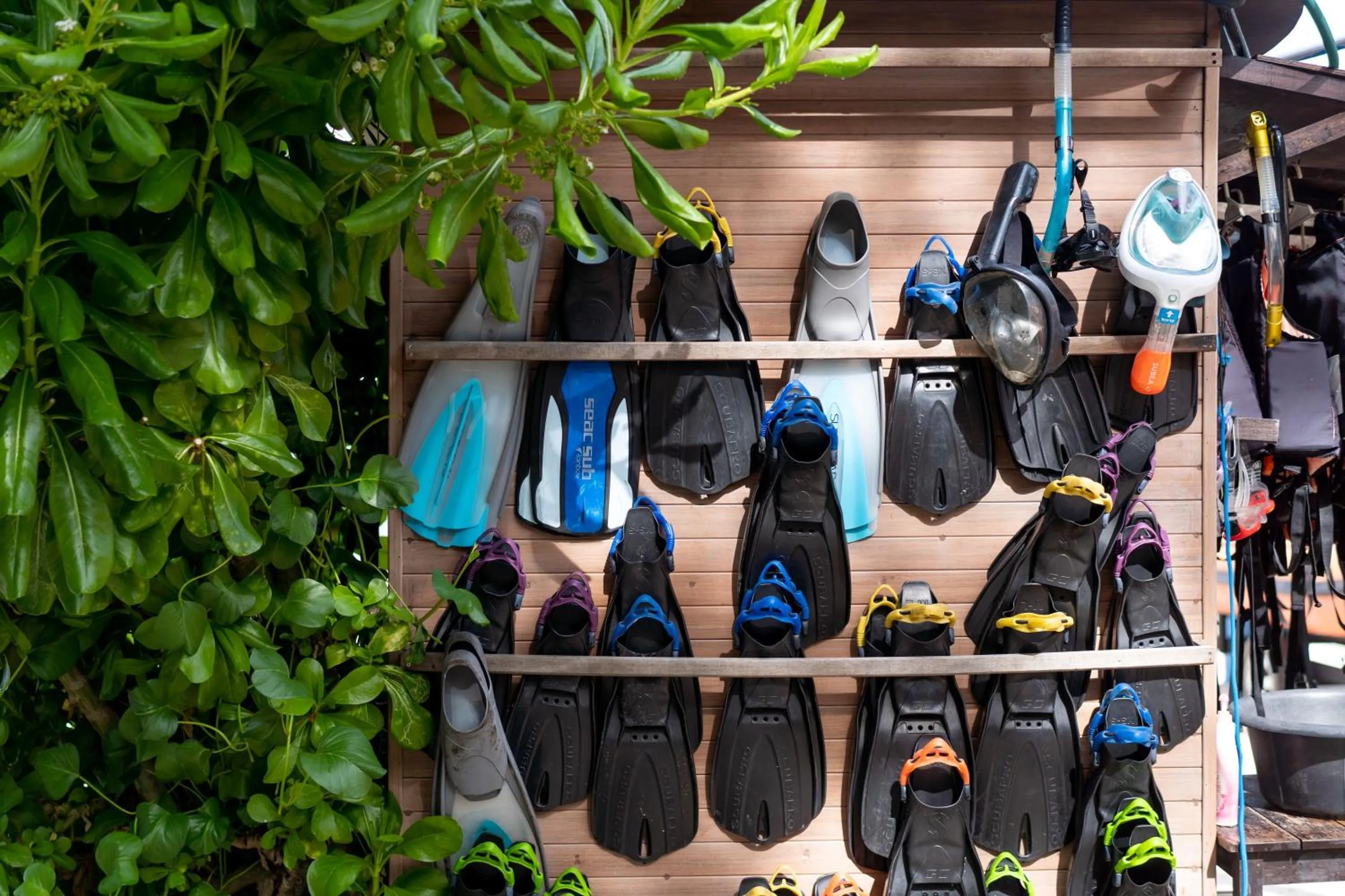 Snorkeling in Paradee