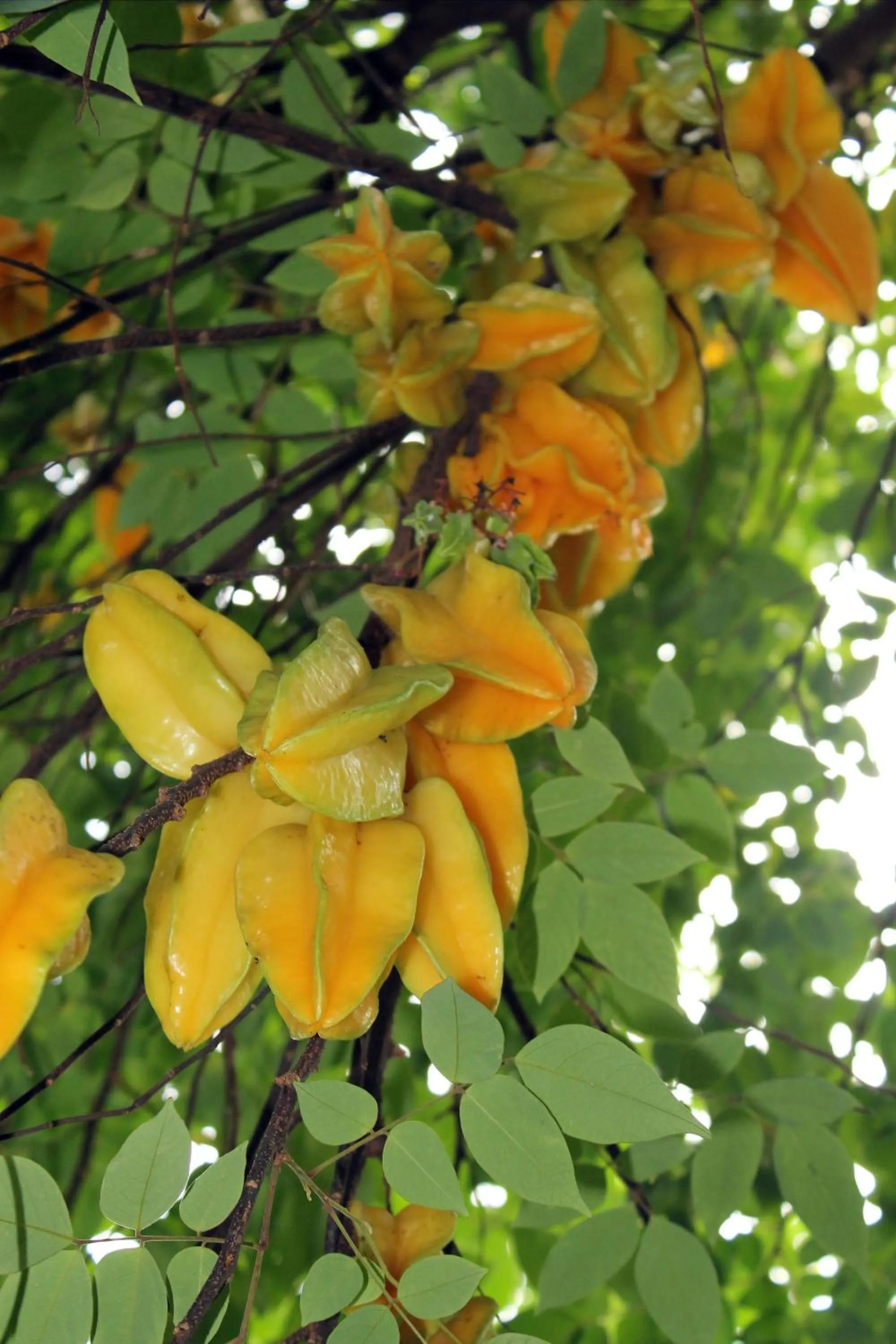 Food close-up in Heron Cay Lakeview Bed & Breakfast