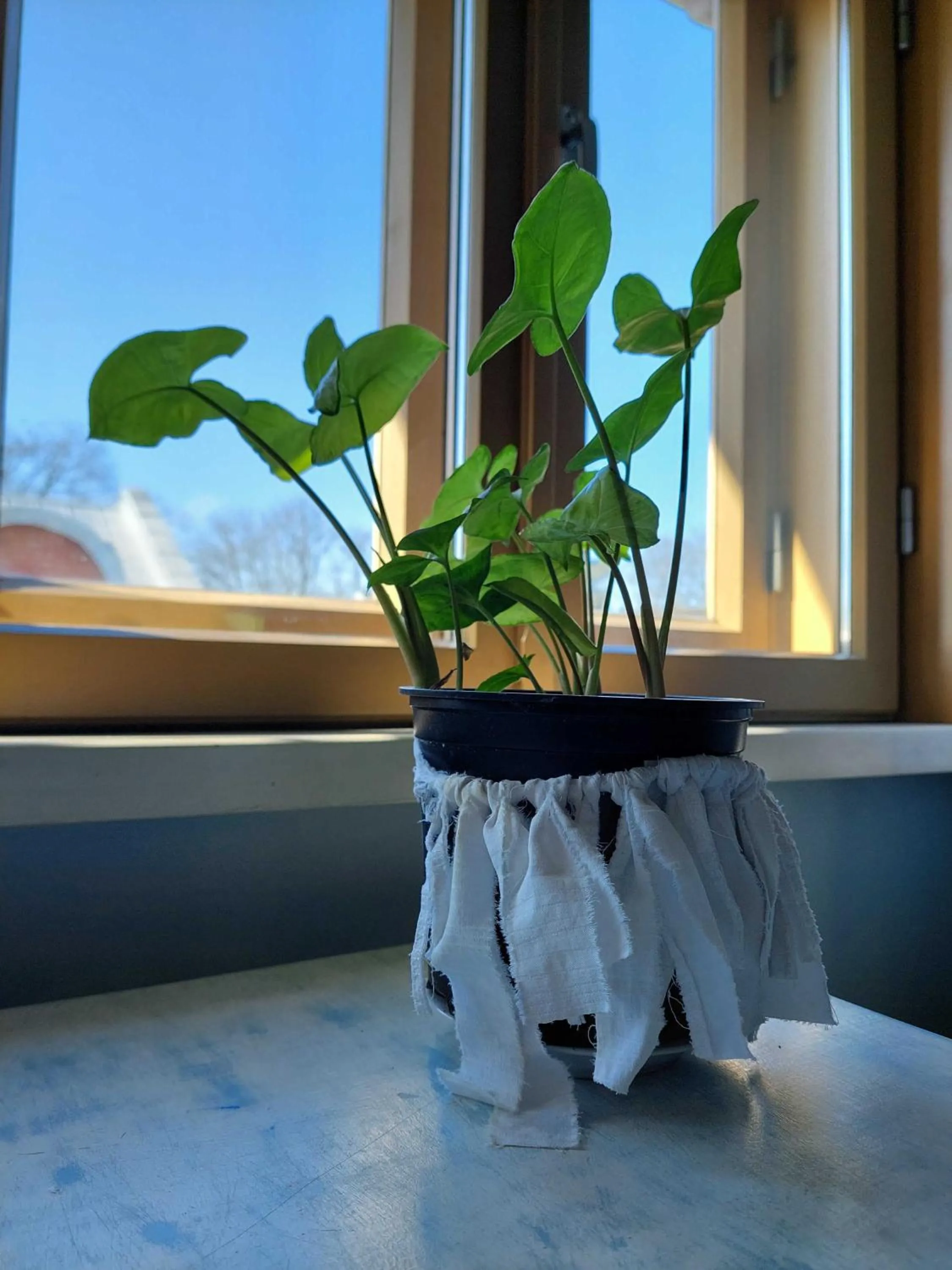 Winter in Looming Hostel