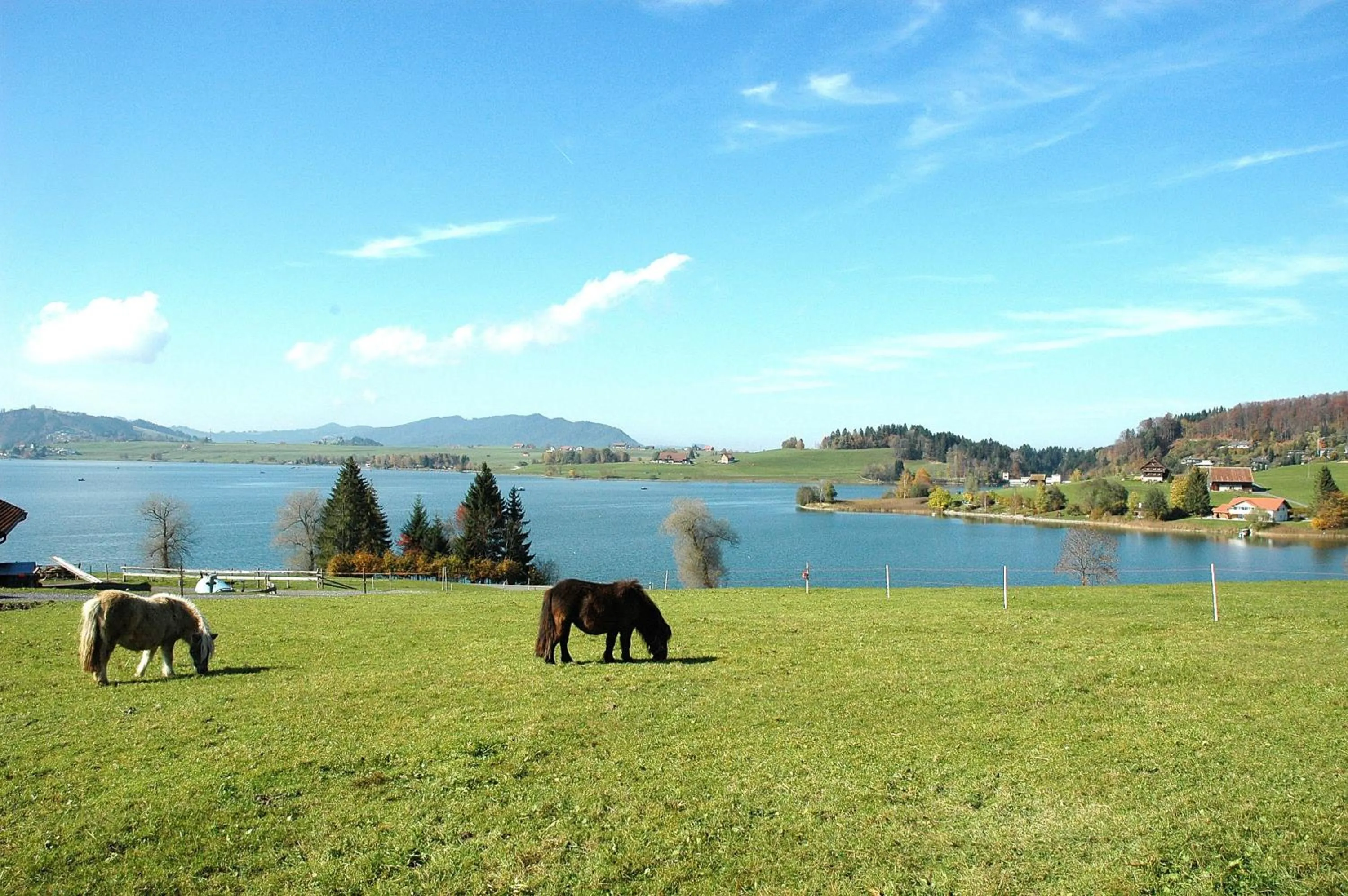 Pets in B&B Ferienhof am See