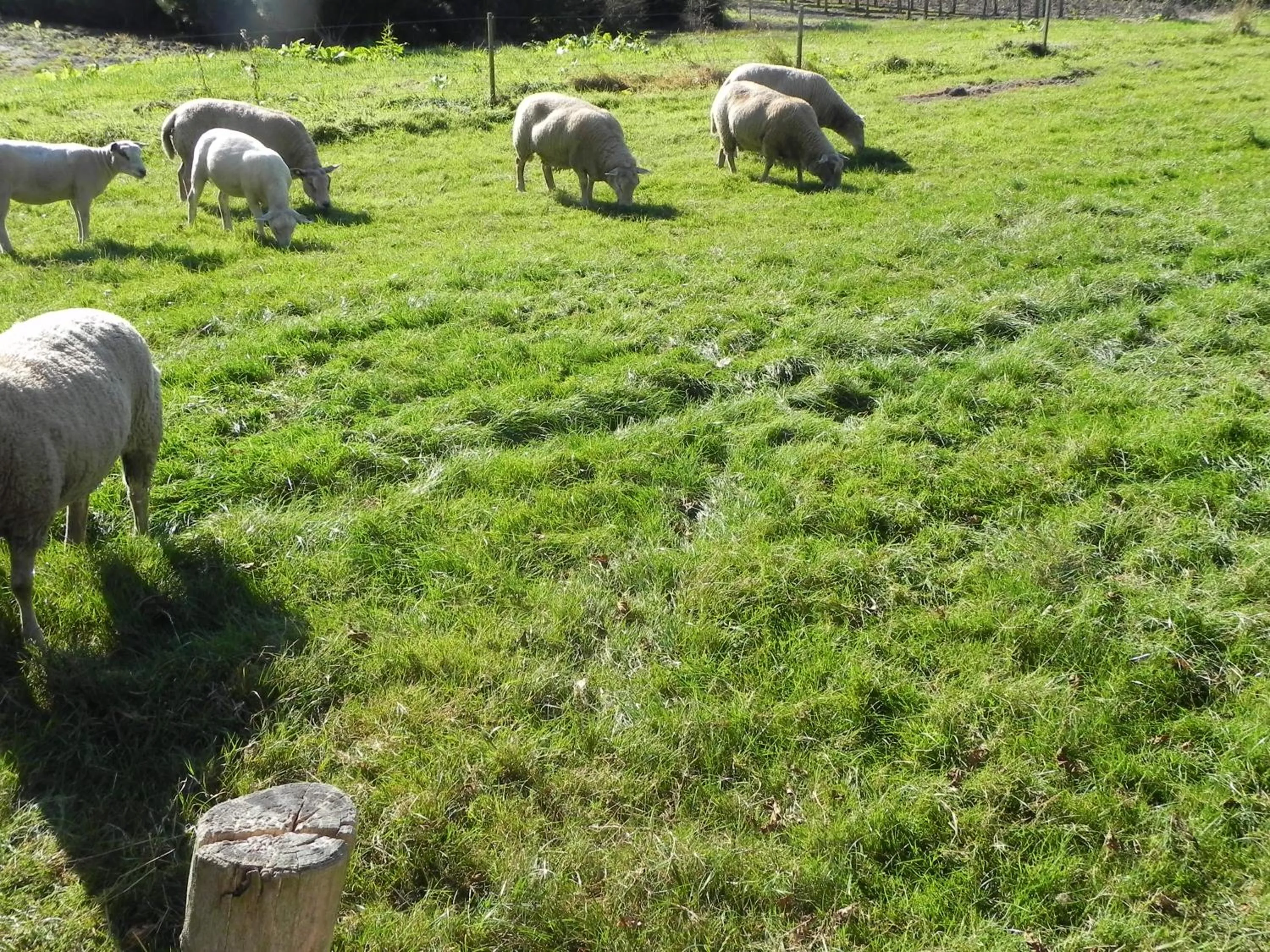 View (from property/room) in Hoeve de Mertel