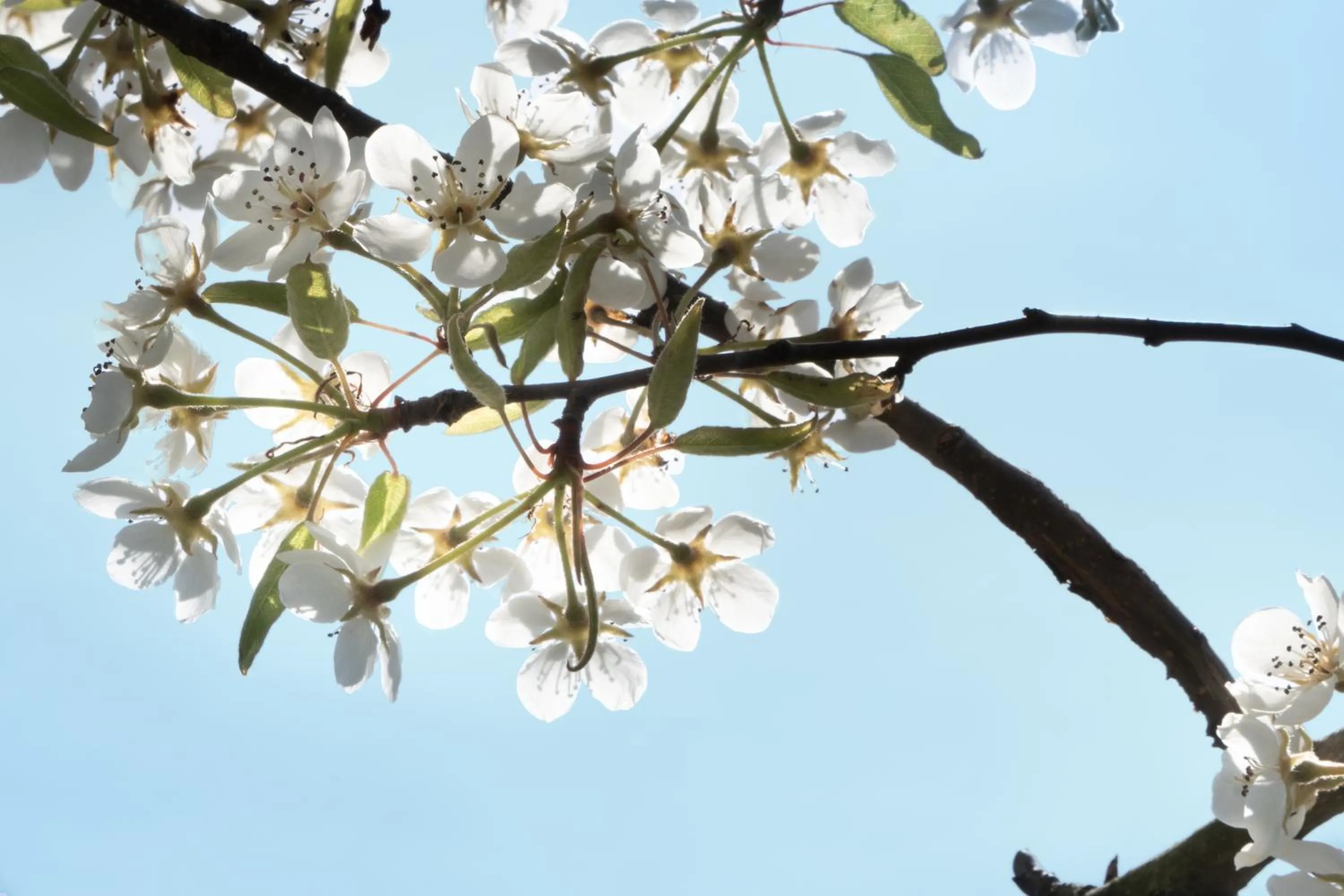 Spring in Hoeve de Mertel