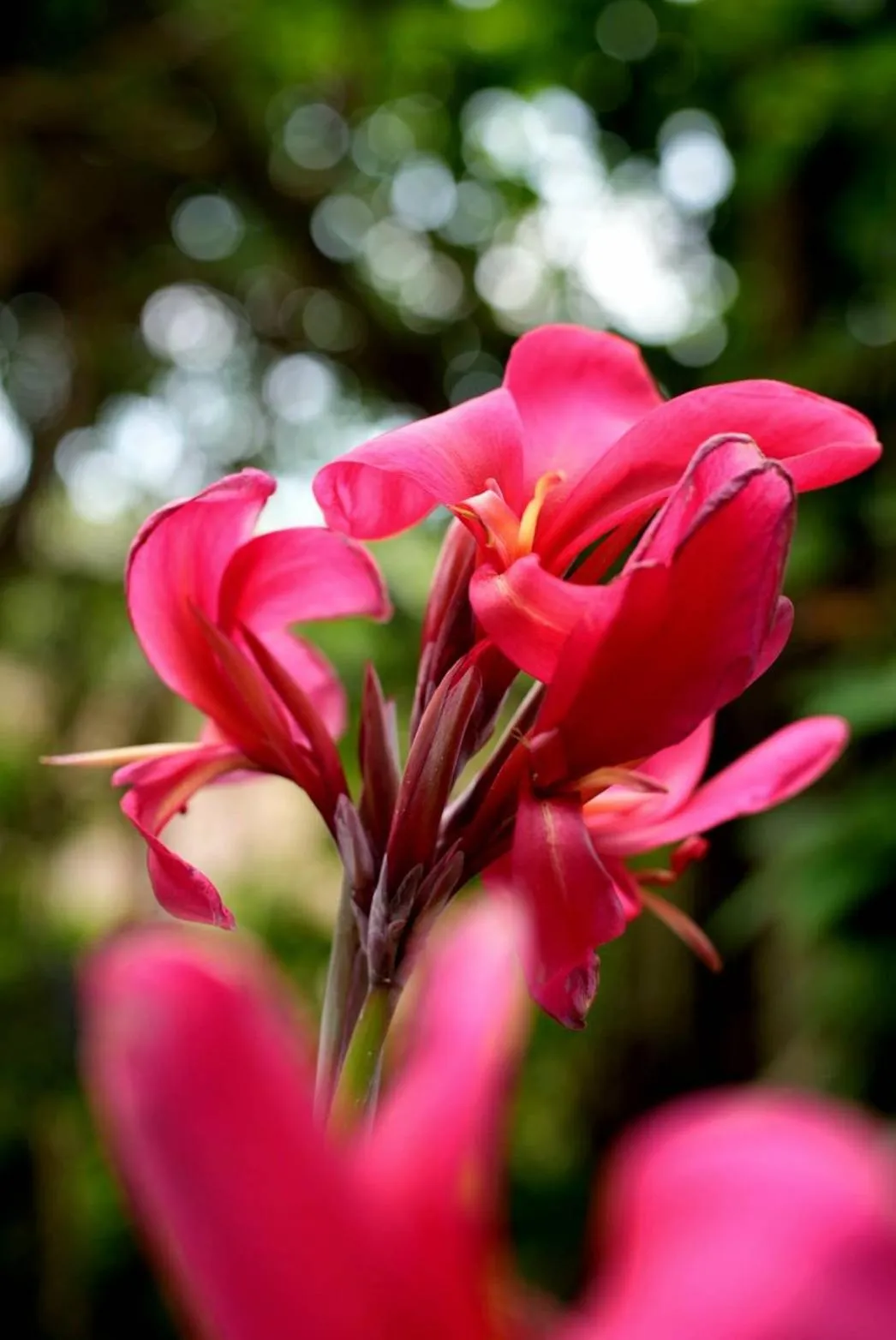 Garden view in Phannarai House