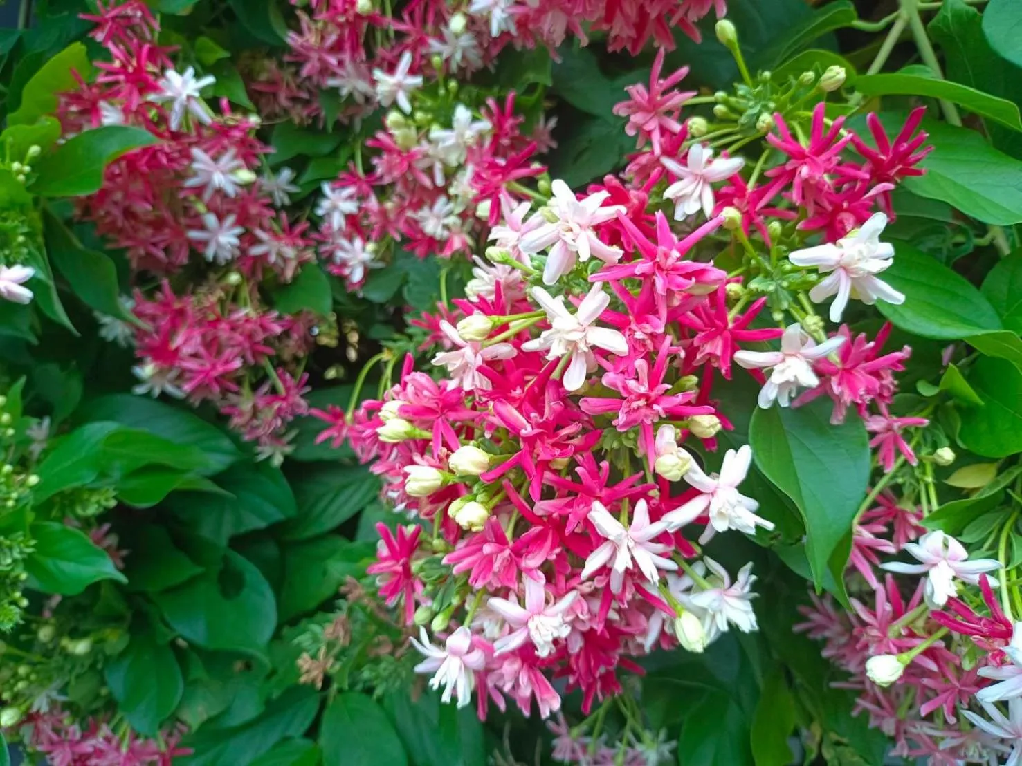 Garden view in Phannarai House