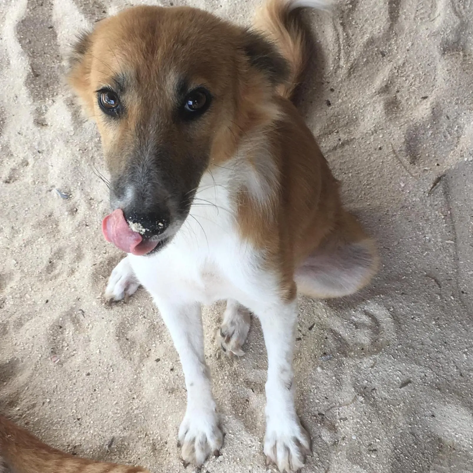 Pets in Kilimani House