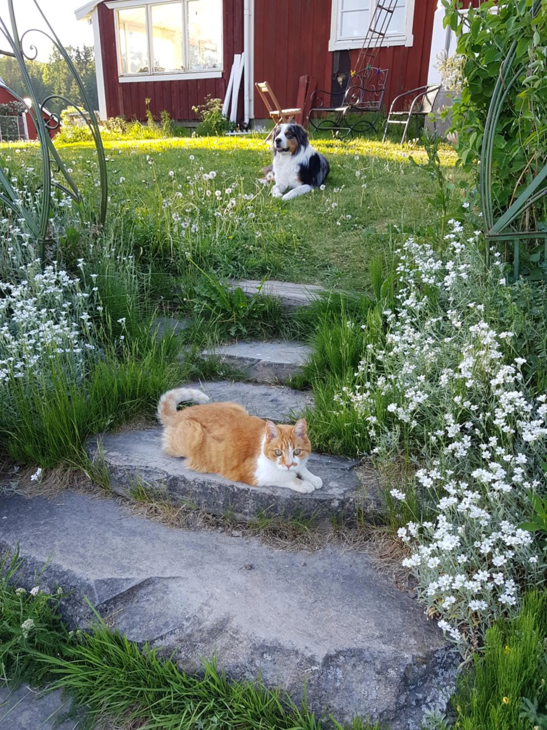 Pets in Stordrågen